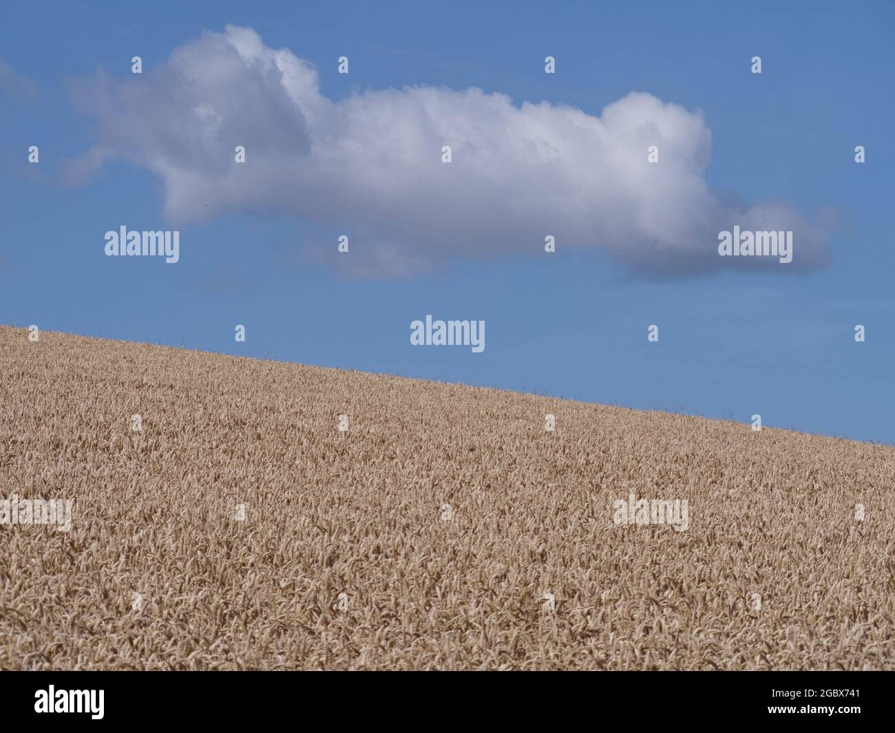 Champs de récoltes mûrissant sous ciel d'été Banque D'Images