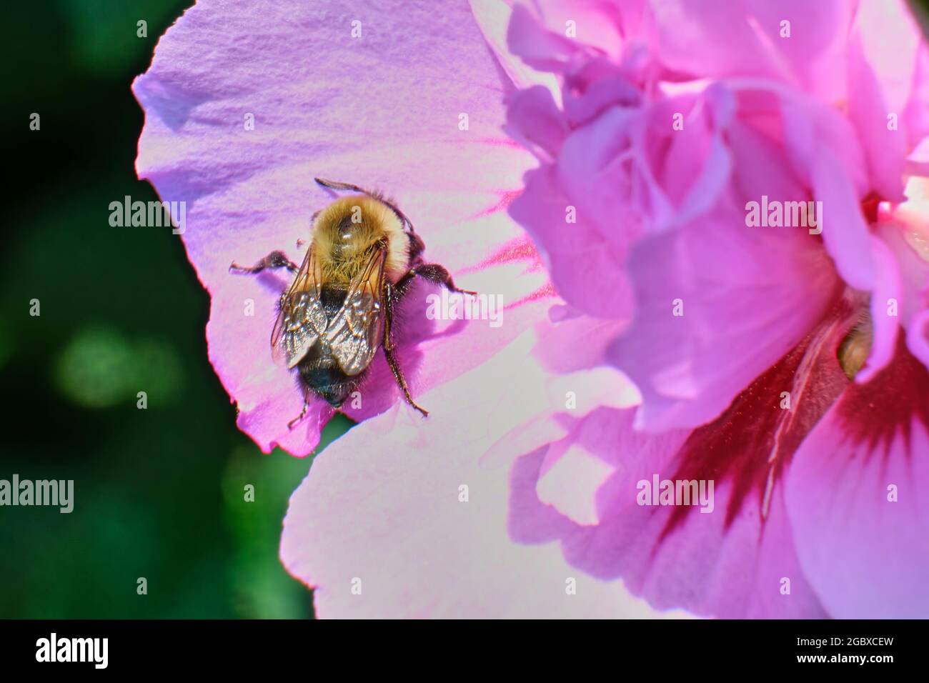 Bumblebee de l'est commun (Bombus impatiens) Banque D'Images