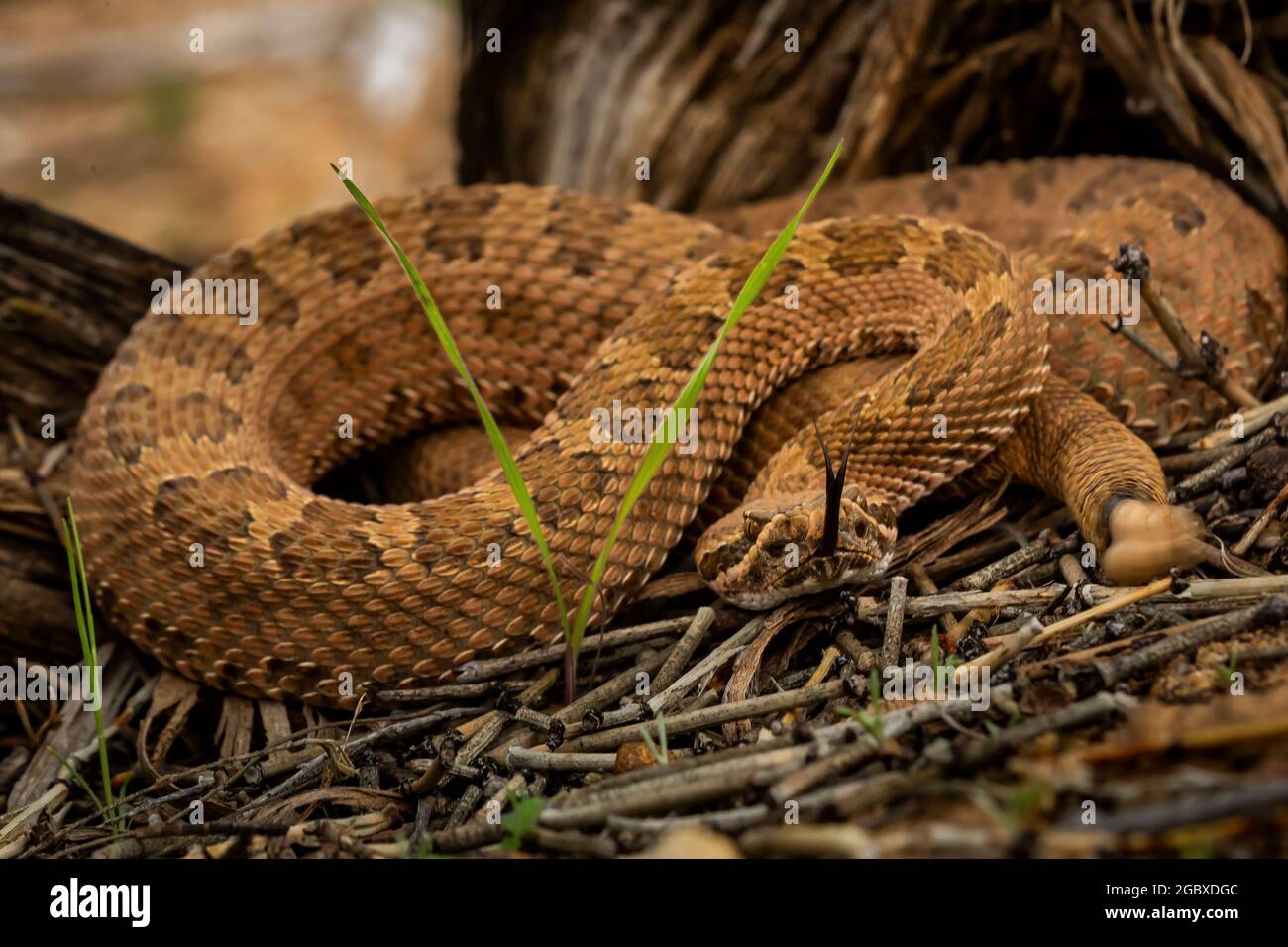 WESTERN Rattlesnake, Crotalus viridis, le long de Square Tower Loop Trail dans le Hovenweep National Monument, Utah, États-Unis Banque D'Images