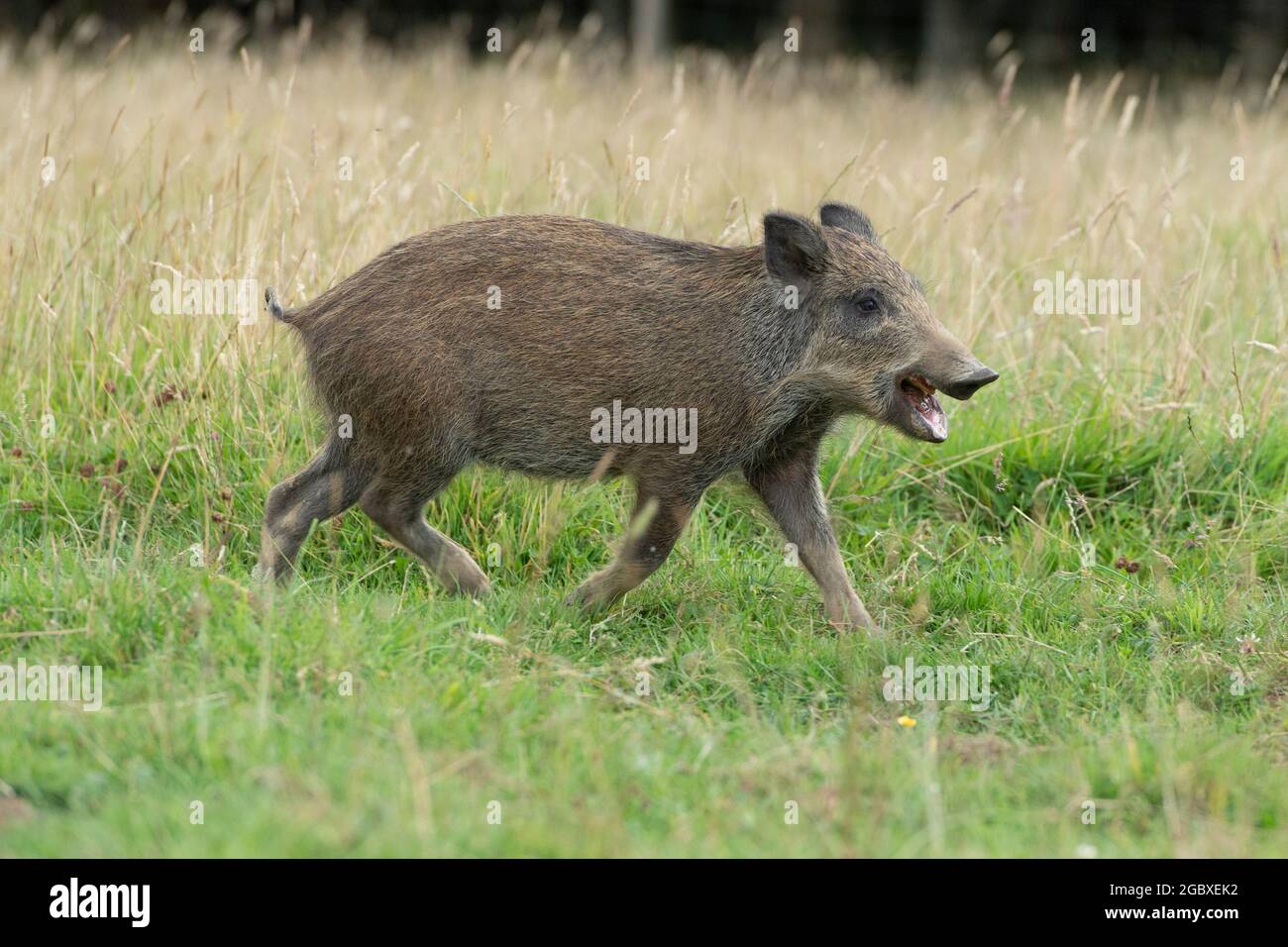 porcelet de sanglier en cours d'exécution Banque D'Images