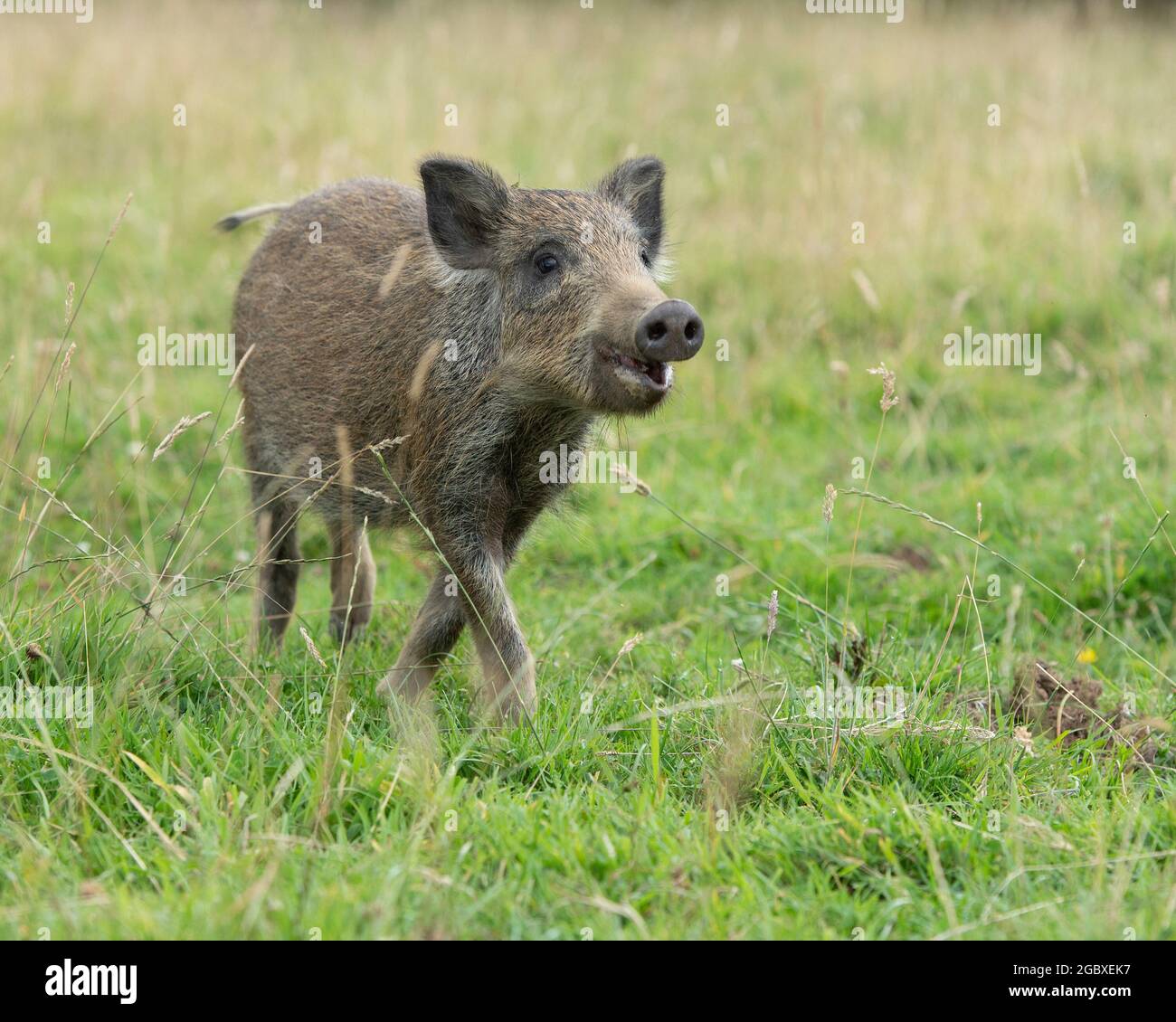 porcelet de sanglier en cours d'exécution Banque D'Images