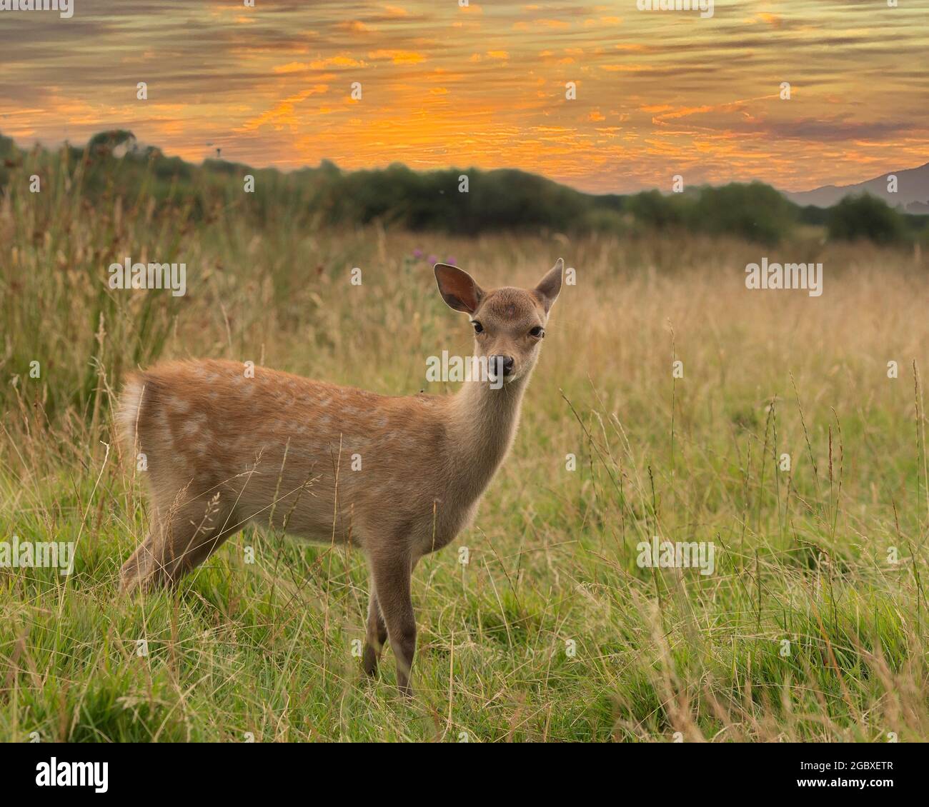 Cerf de sika (Cervus nippon) Banque D'Images