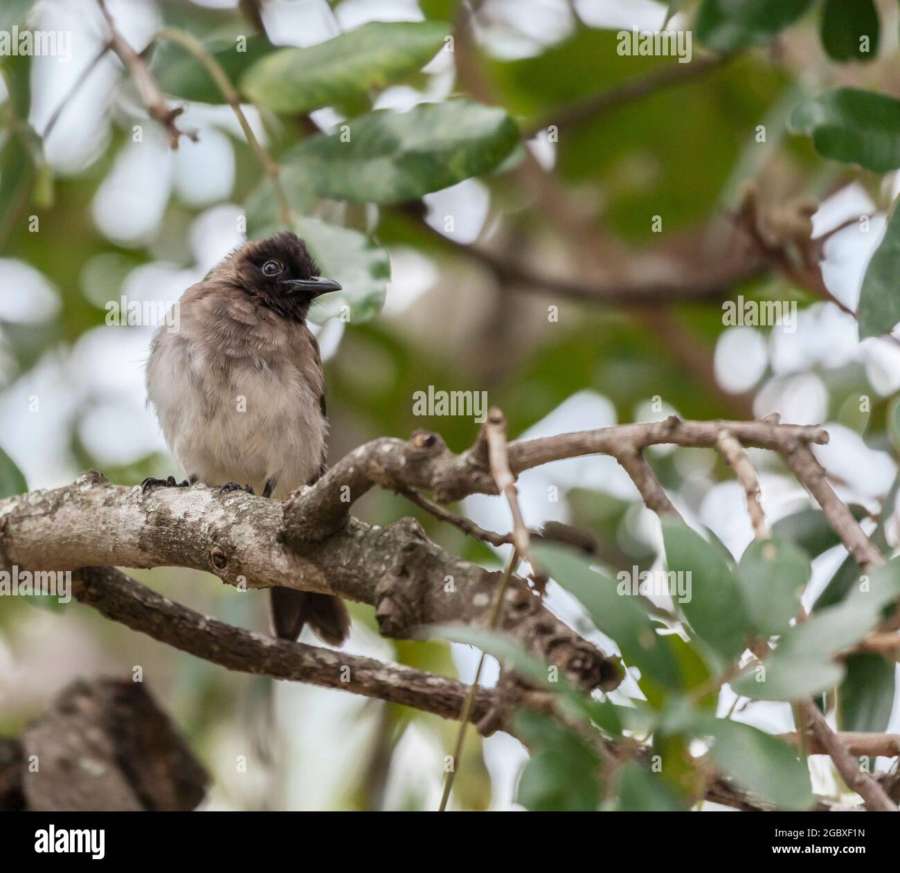 Bulbul commun, connu sous le nom de Bulbul à yeux noirs, Pycnonotus barbatus, perching dans un arbre dans le parc national Kruger, Afrique du Sud Banque D'Images