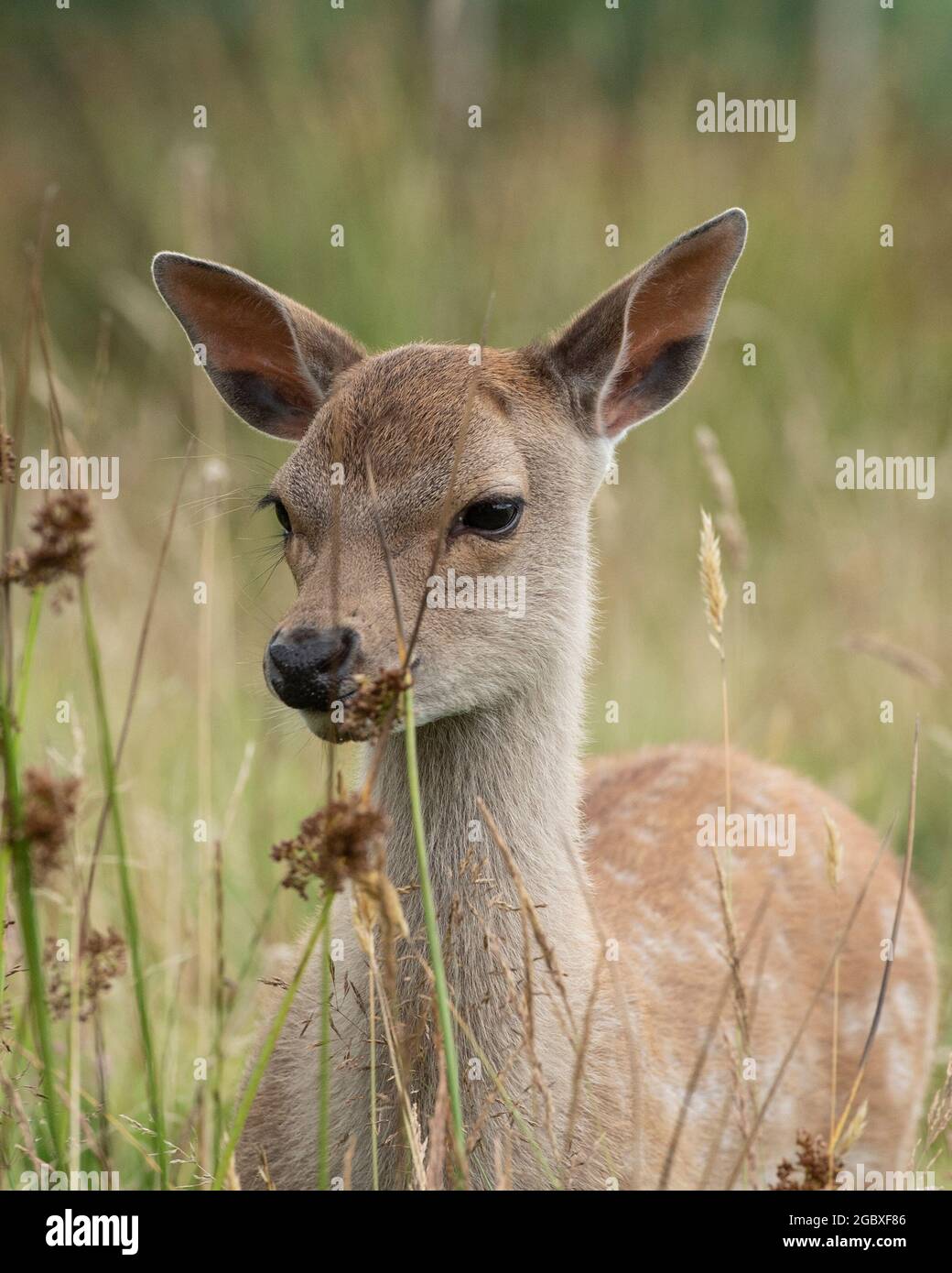 Cerf de sika (Cervus nippon) Banque D'Images