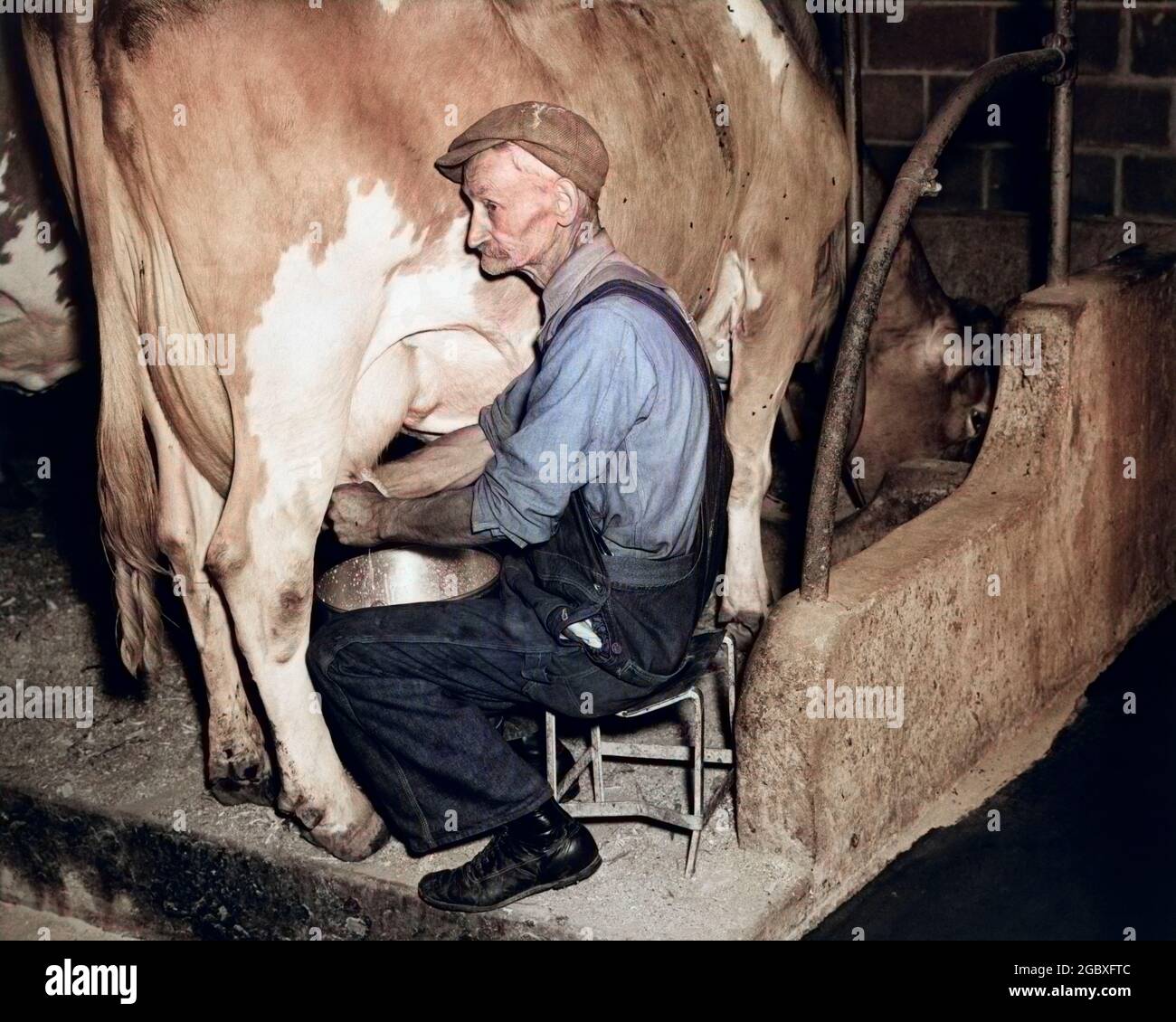 ANNÉES 1930 40 AGRICULTEUR ÂGÉ DANS DES COMBINAISONS TRAITE GUERNESEY COW - D653C HAR001 COMBINAISONS DE HARS SOIN DES INGRÉDIENTS AGRICOLES SÉRÉNITÉ GUERNESEY SENIOR HOMME ADULTE SENIOR AGRICULTURE D'ÂGE MOYEN L'HOMME D'ÂGE MOYEN LIBÈRE LE BÉTAIL MAMMIFÈRES NOURRISSANT CHORE SERVICE À LA CLIENTÈLE PAIL TRAITE NUTRITION VACHES SEAUX OCCUPATIONS ZOOLOGIE INGRÉDIENT NOURRITURE NOURRITURE PIS LAIT NUTRITIF SEAU MAMMIFÈRE LAIT SEAUX TRAITE SEAU TRAITE SEAUX TOGETHERNESS RACE BLANCHE HAR001 BÉTAIL VIEUX À LA MODE Banque D'Images
