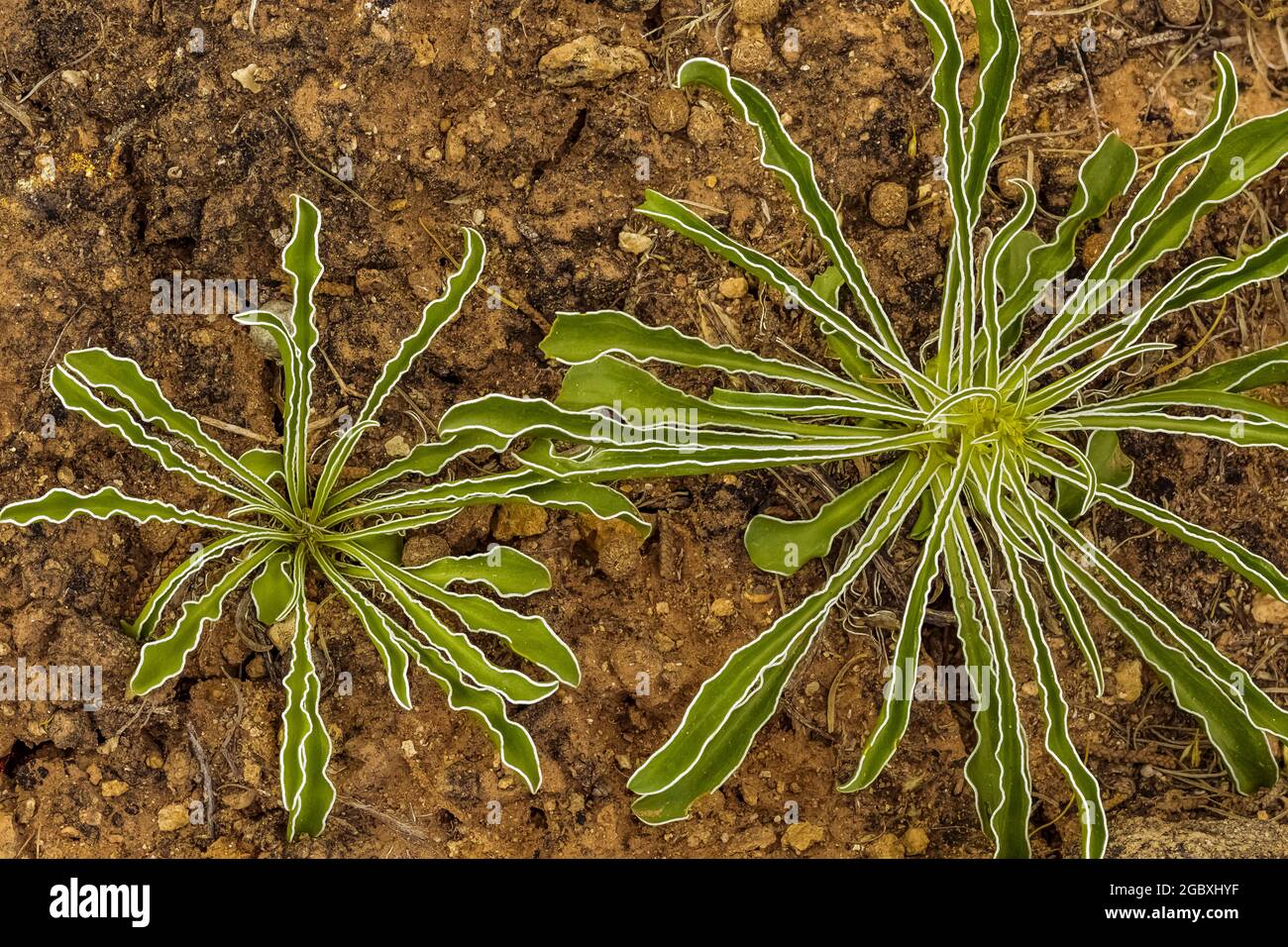 Feuilles d'une plante non identifiée growith dans Hackberry Canyon dans Hovenweep National Monument, Colorado, États-Unis Banque D'Images