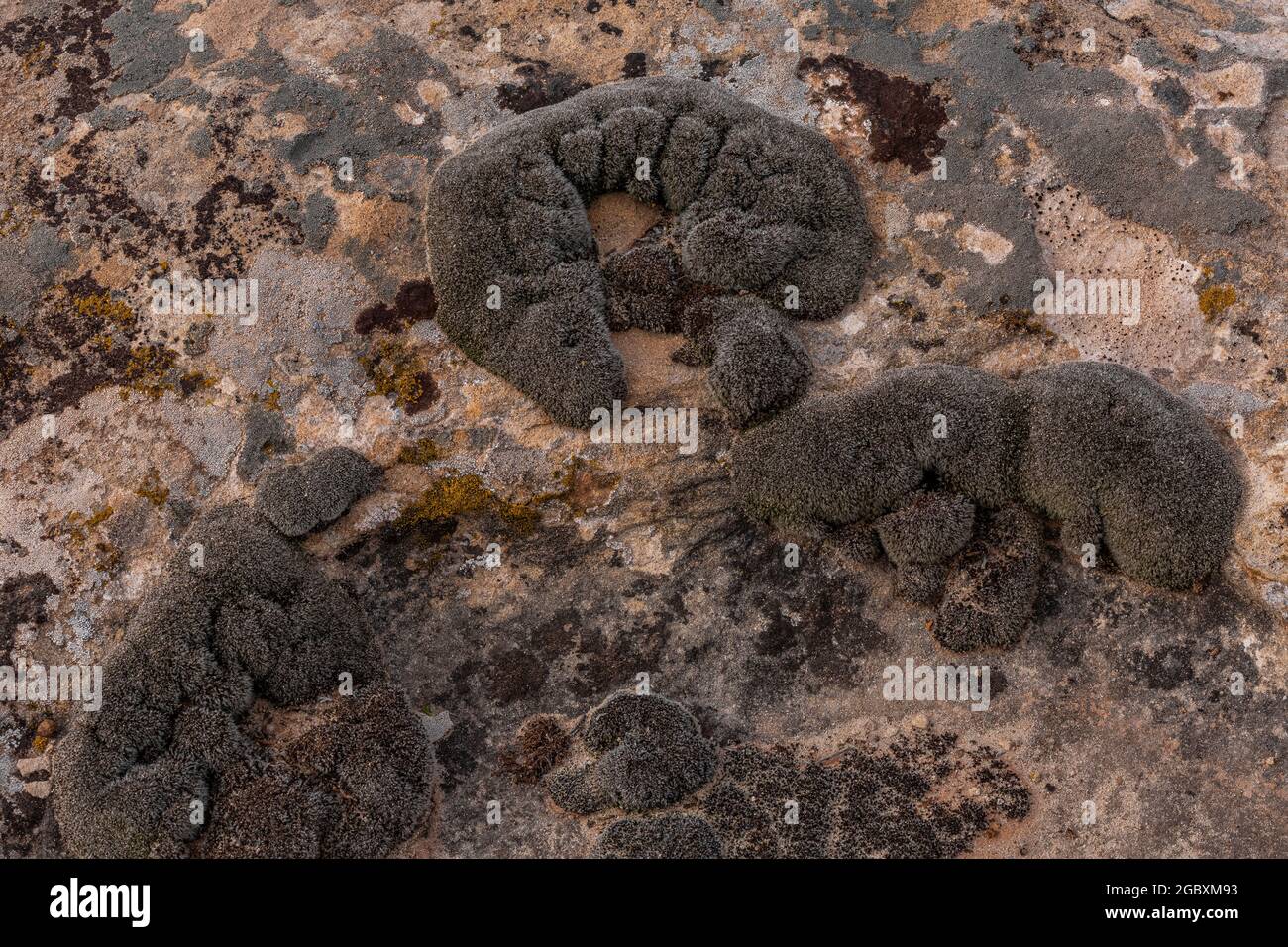 Mousse desséchée, Syntrichia caninervis, attendant la pluie parmi les lichens dans le Hackberry Canyon de Hovenweep National Monument, Colorado, Etats-Unis Banque D'Images