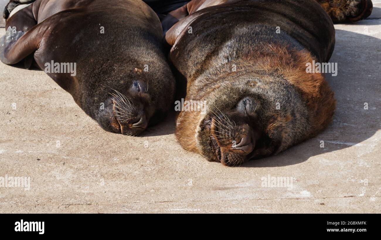 Un couple de loups de mer ou de lions de mer d'amérique du Sud dormant dans un quai en béton Banque D'Images