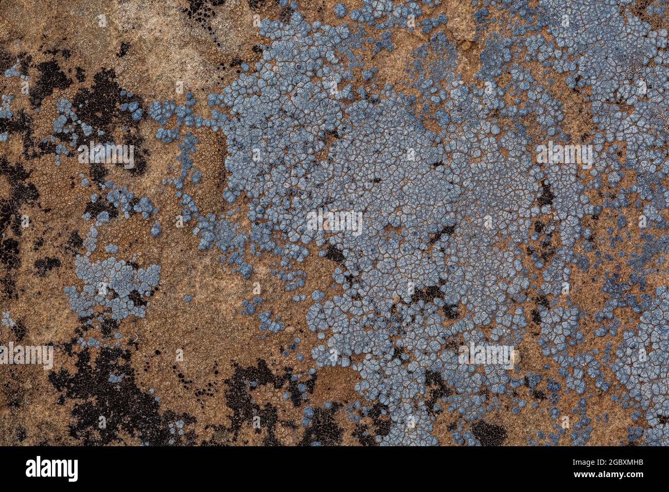 Acarospora strigata, lichens de crustacés qui poussent sur du grès dans la région de Hackberry Pueblo du Hovenweep National Monument, Colorado, États-Unis Banque D'Images