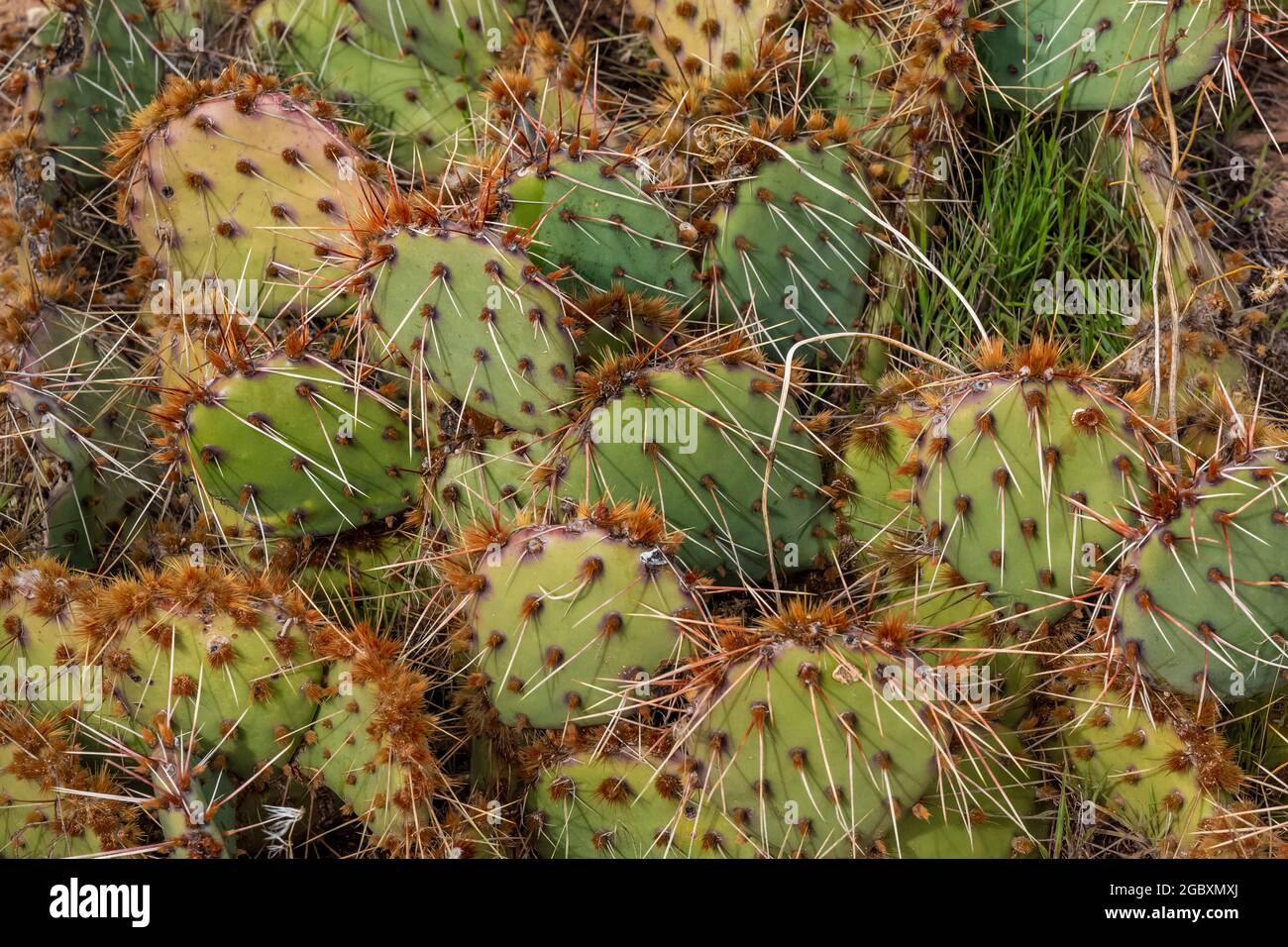 Pickly Pear, Opuntia polyacantha, pads dans la région de Hackberry Pueblo du Hovenweep National Monument, Colorado, États-Unis Banque D'Images