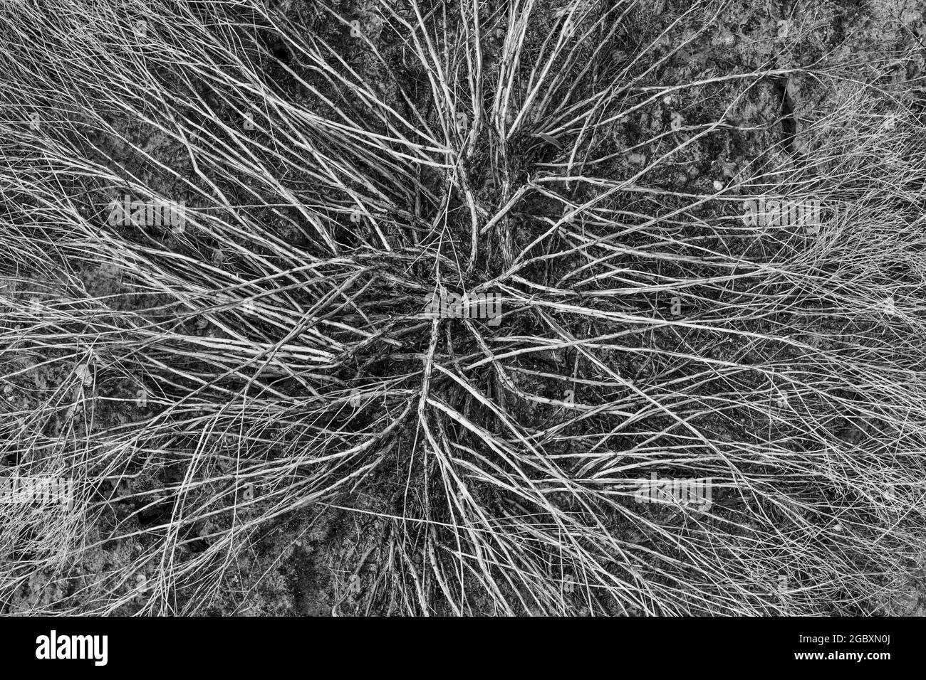 Conception de tiges d'une plante inconnue dans la région de Hackberry Pueblo, Hovenweep National Monument, Colorado, États-Unis Banque D'Images