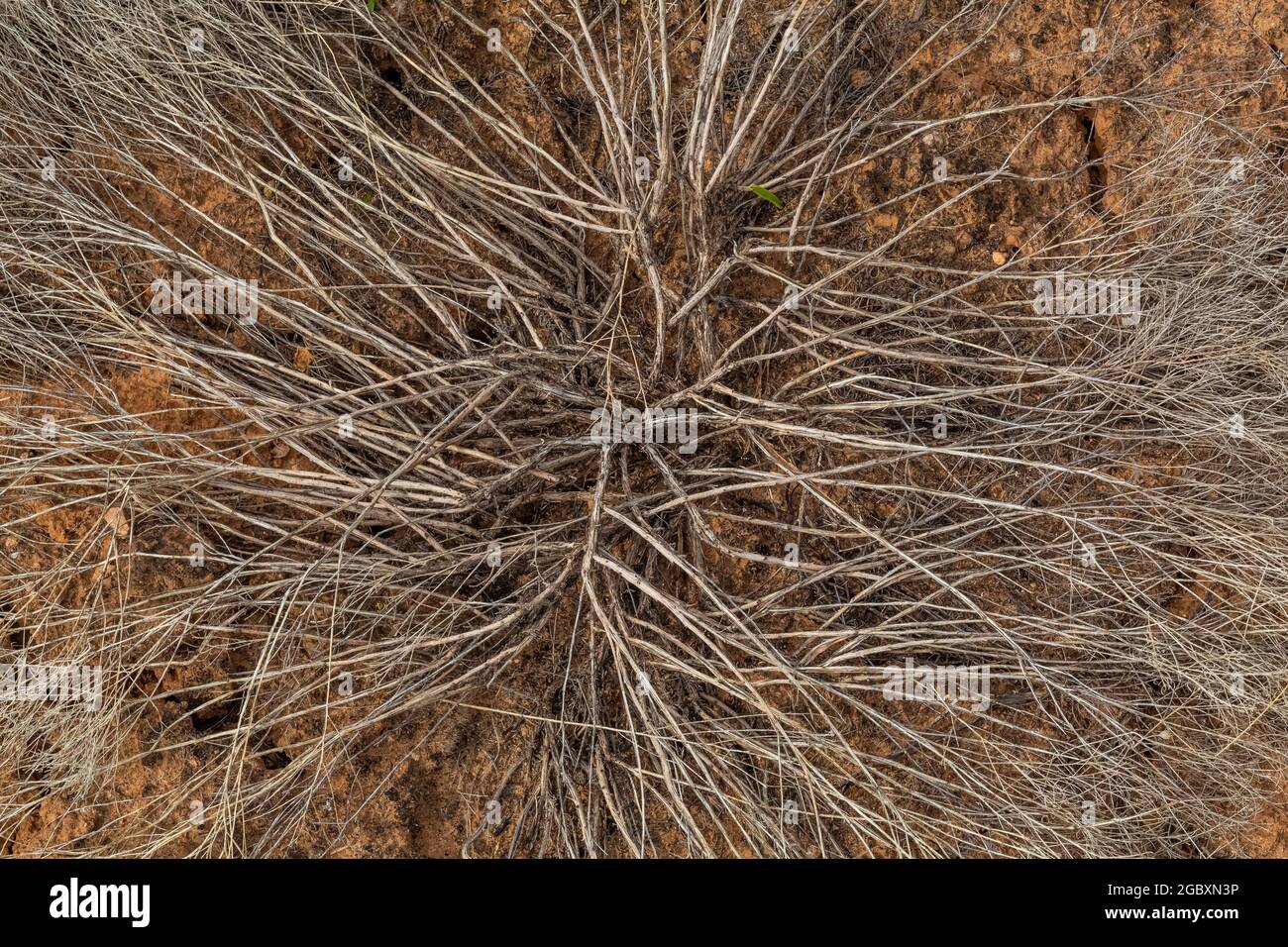 Conception de tiges d'une plante inconnue dans la région de Hackberry Pueblo, Hovenweep National Monument, Colorado, États-Unis Banque D'Images