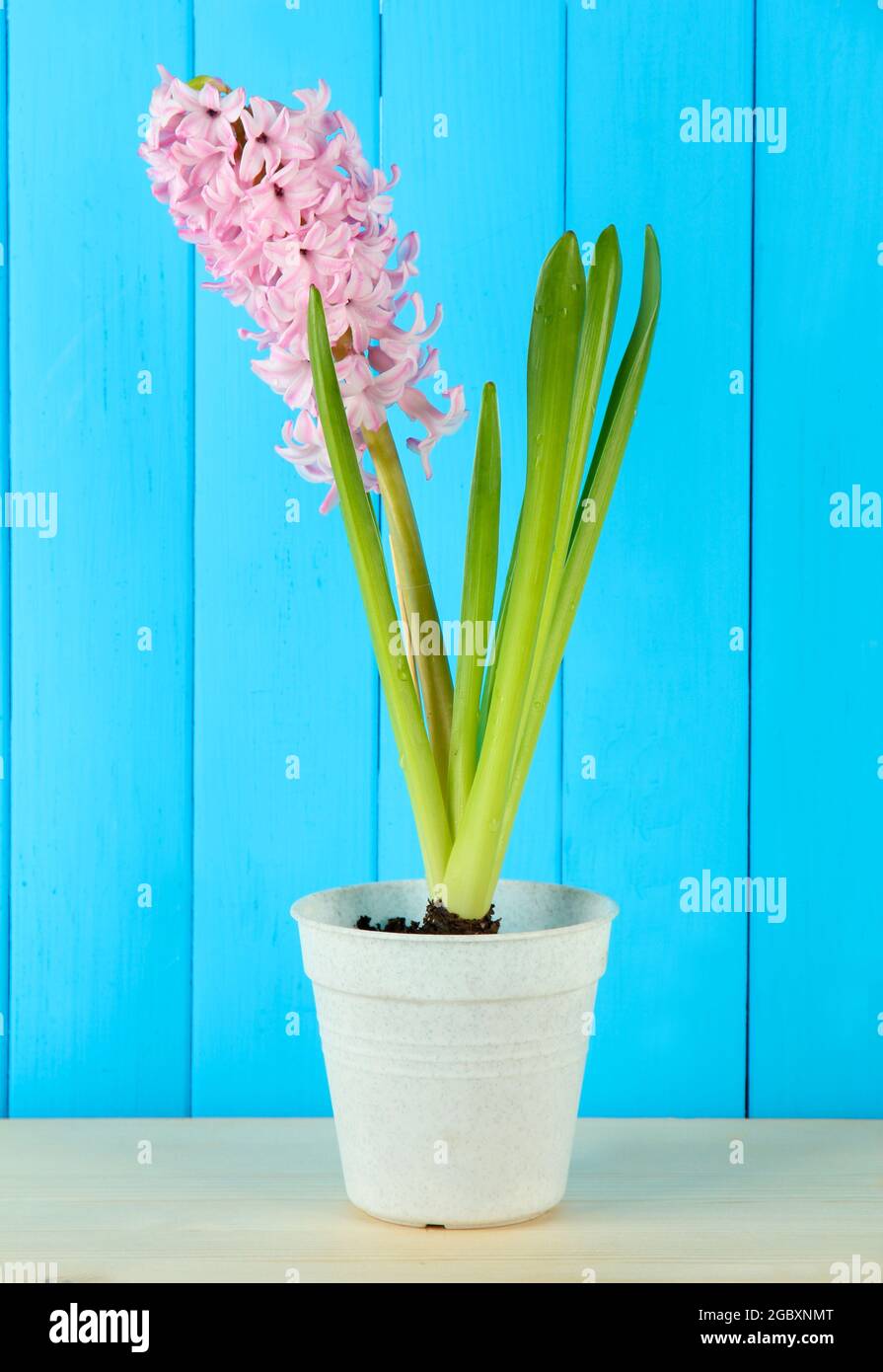 Belle jacinthe dans le pot de fleurs, sur fond en bois Photo Stock - Alamy