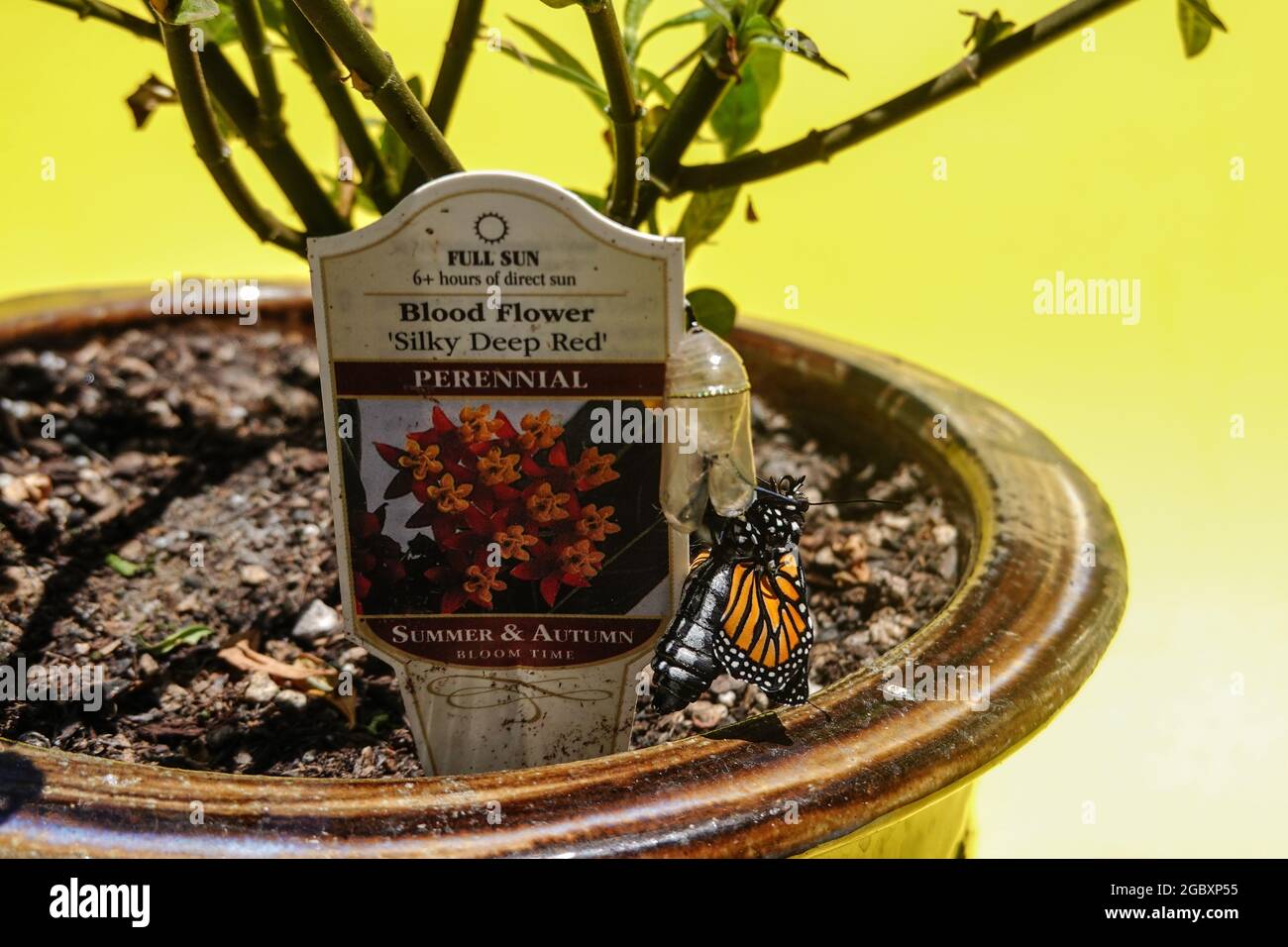 La métamorphose du monarque sur une plante de laitaded dans une cour de Californie . Papillon monarque émergent de la crysalis. Banque D'Images