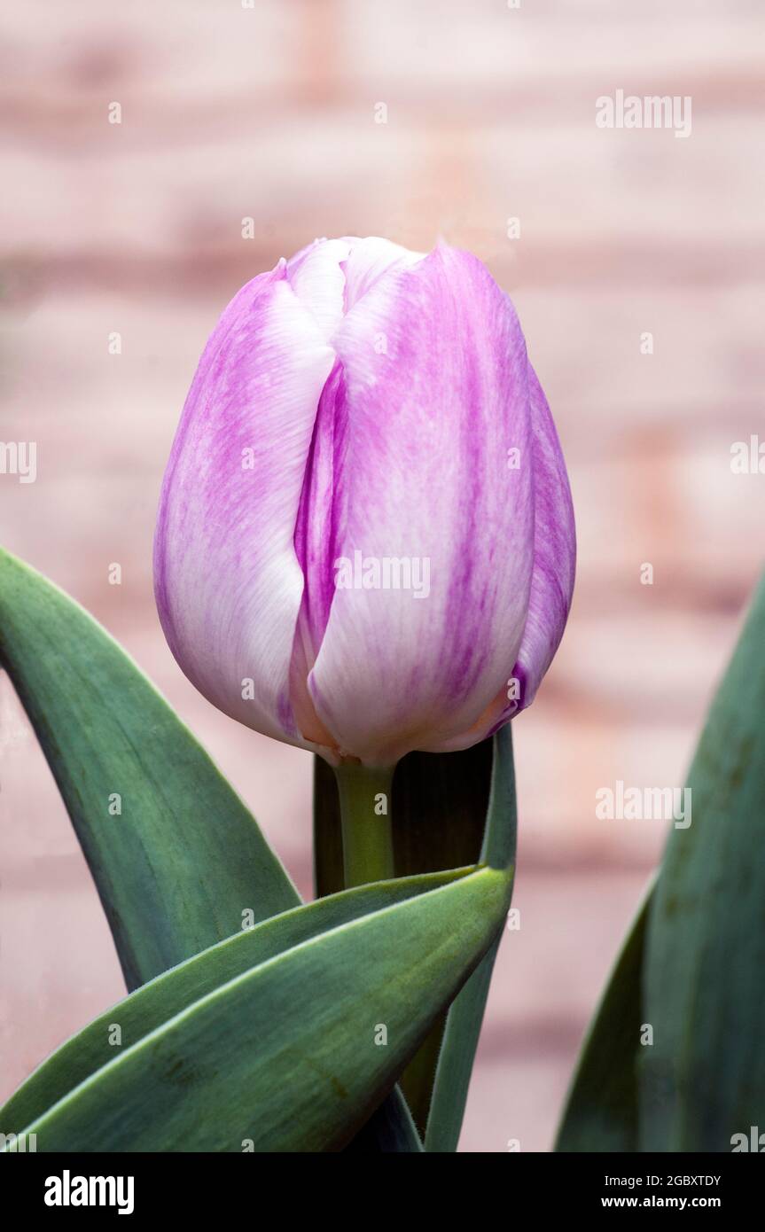 Gros plan sur le pantalon chaud tulipa. Une tulipe simple à fleurs de  printemps bicolore de couleur pourpre et blanche appartenant au groupe de  triomphe des tulipes Division 3 Photo Stock - Alamy