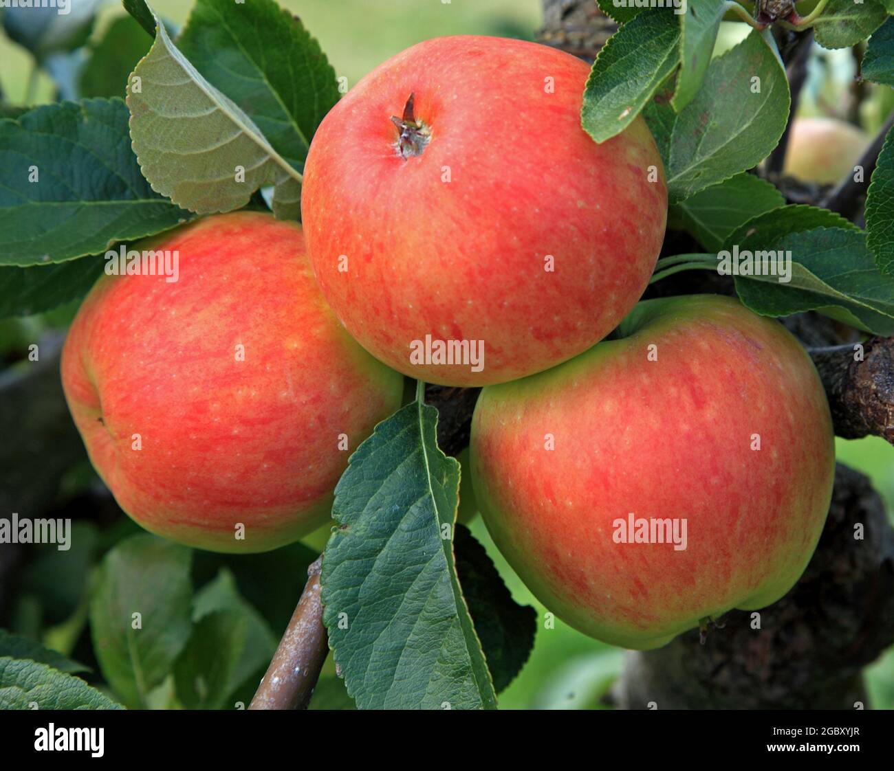 Pomme « James Grieve », pommes, poussant sur un arbre, variété nommée, saine alimentation Banque D'Images