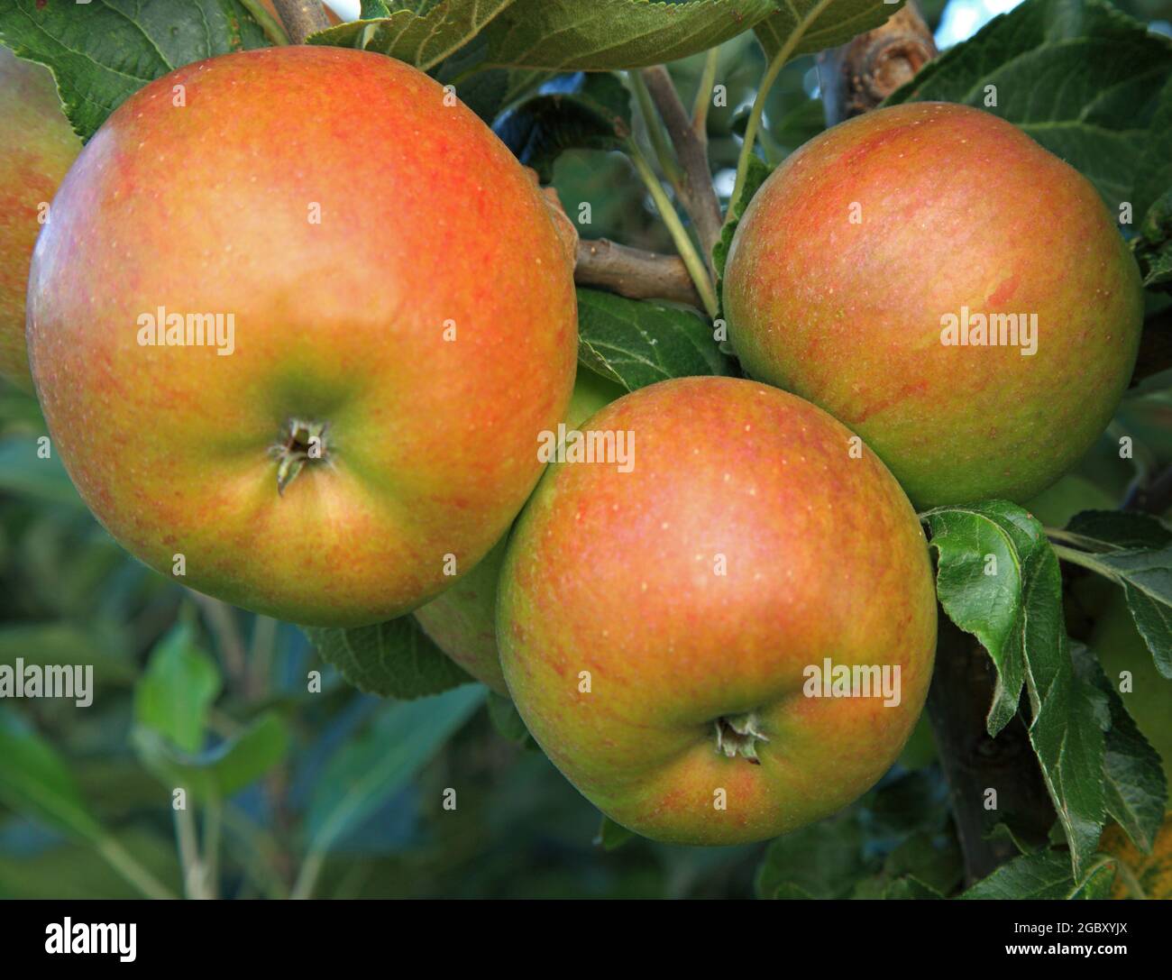 Pomme « James Grieve », pommes, poussant sur un arbre, variété nommée, saine alimentation Banque D'Images