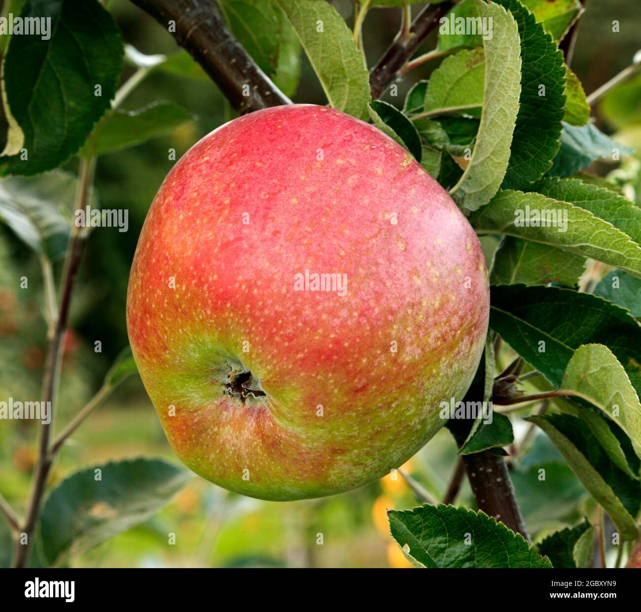 Pomme 'marley's seedling', malus domestica, pommes, poussant sur l'arbre Banque D'Images