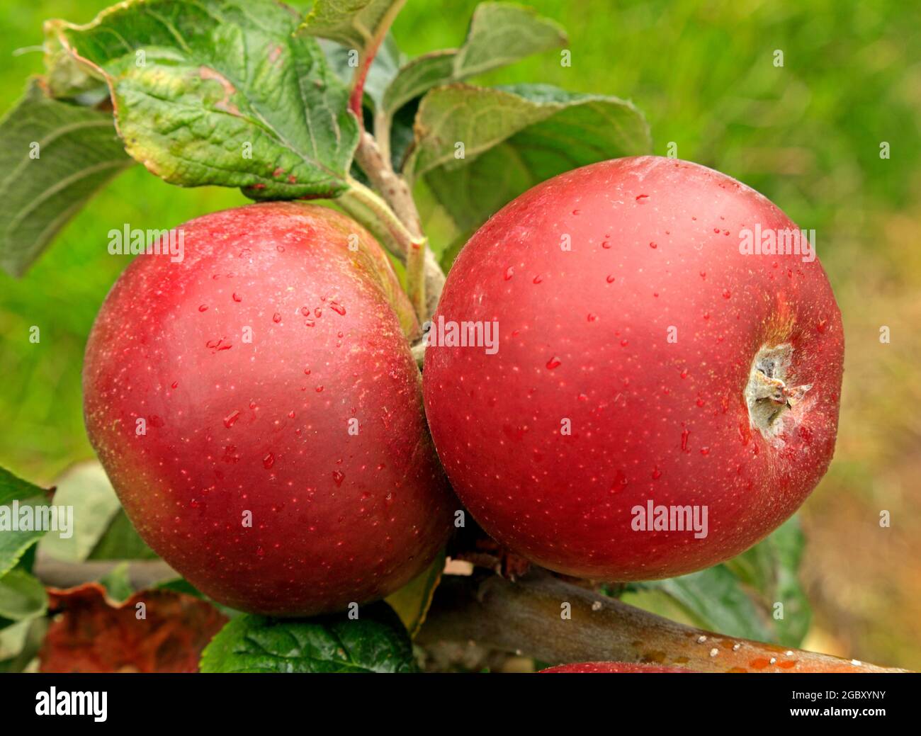Apple 'Norfolk Beebriefing, malus domestica, poussant sur l'arbre, les pommes Banque D'Images