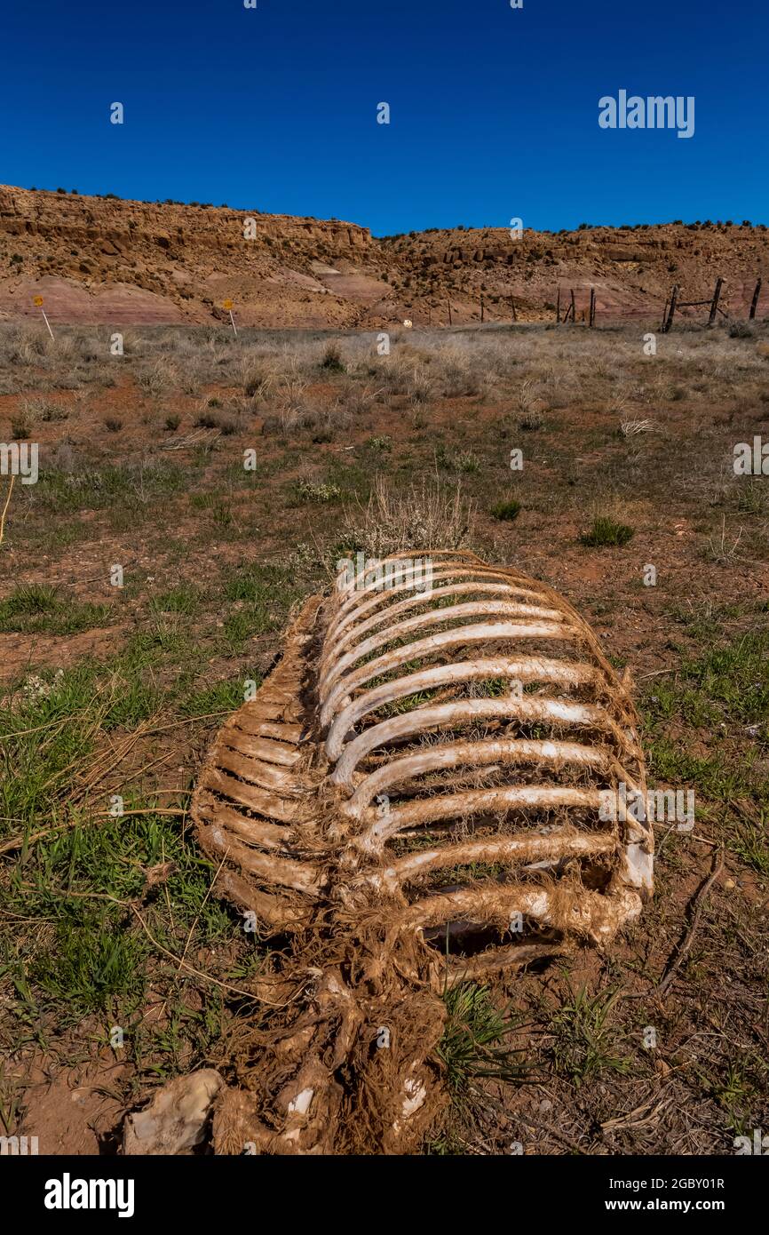 Squelette de vache sur la gamme près du monument national de Hovenweep, près de la frontière du Colorado et de l'Utah, États-Unis Banque D'Images