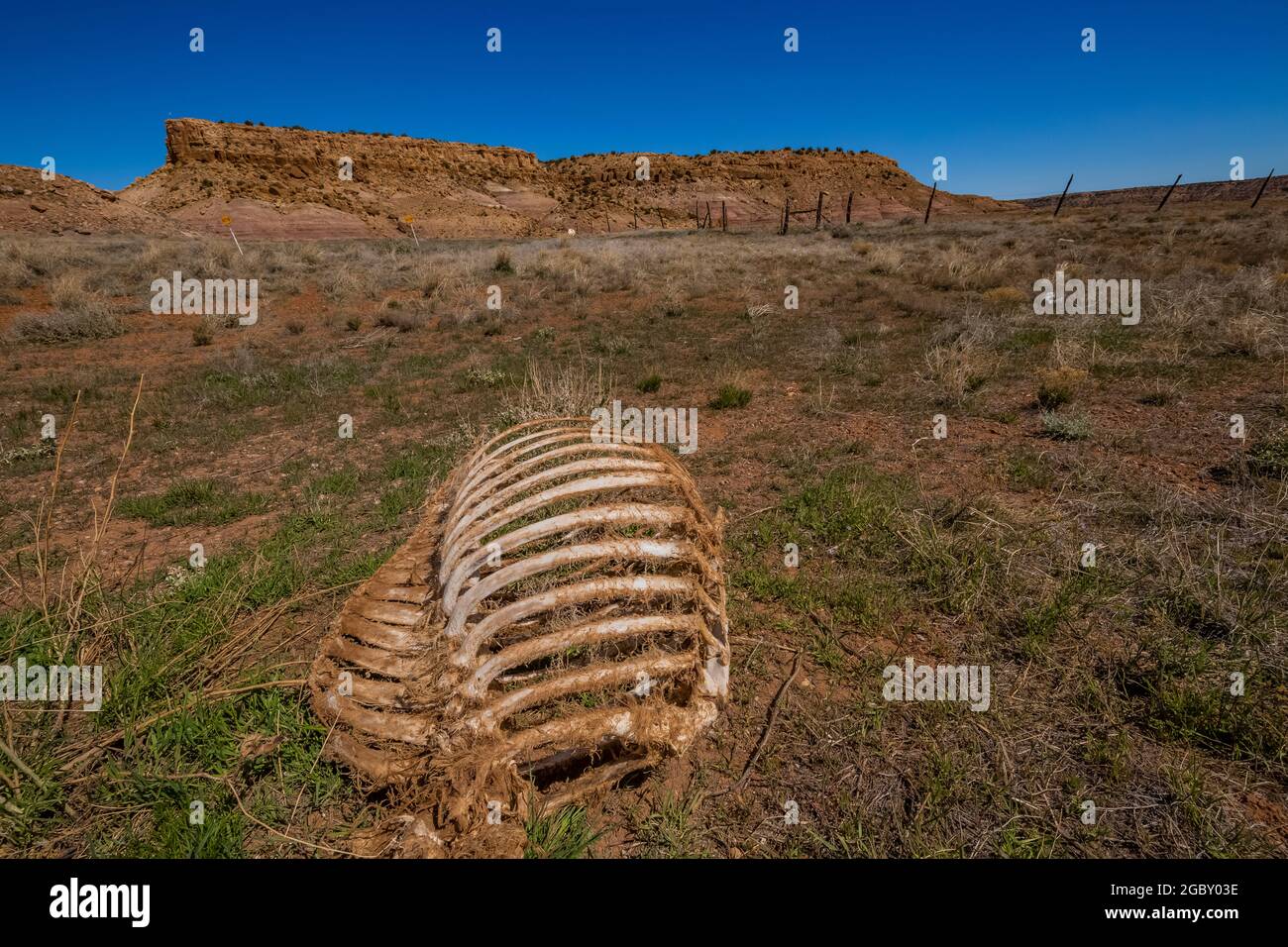 Squelette de vache sur la gamme près du monument national de Hovenweep, près de la frontière du Colorado et de l'Utah, États-Unis Banque D'Images