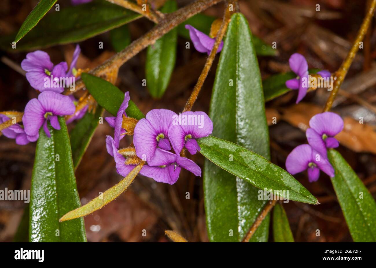 Fleurs sauvages colorées, fleurs violets vives et feuilles vert foncé de Hovea acutifolia, Violet Pea Bush, un arbuste australien Banque D'Images