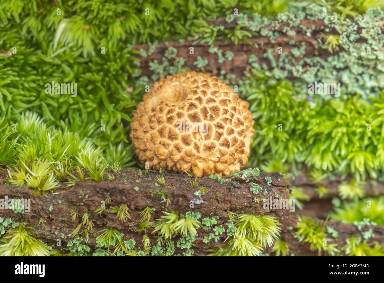 Earthball Commun (Scleroderma Citrinum) Banque D'Images