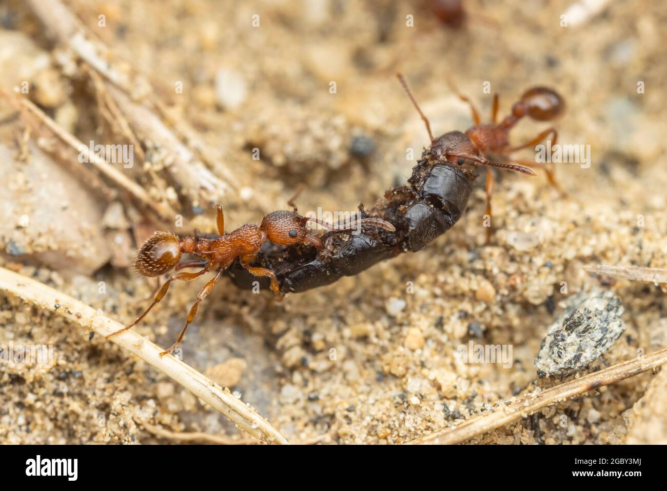 Deux travailleurs de Myrmicine Ant (Myrmica americana) portent une carcasse d'insecte à leur colonie. Banque D'Images