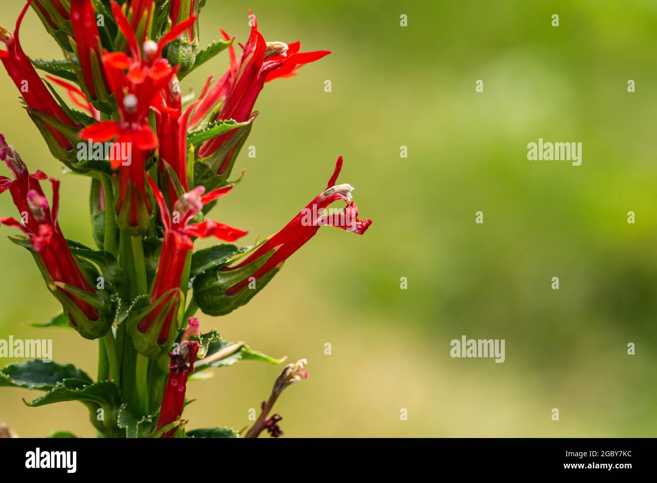 Fleurs cardinal en fleurs en été Banque D'Images