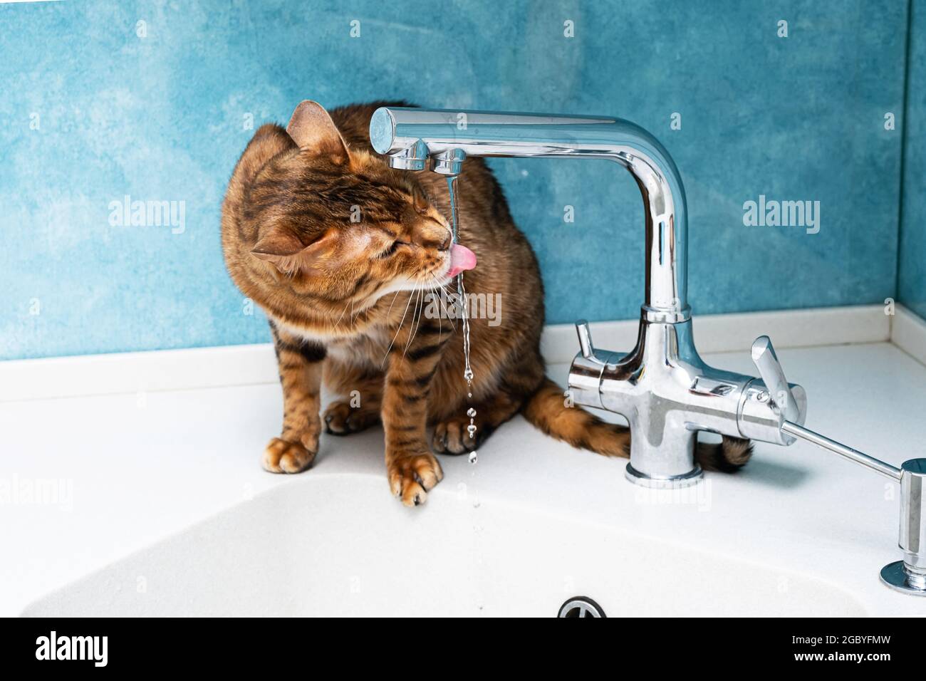 Un chat bengal mignon boit de l'eau dans un robinet. Belle eau de boisson de chat avec la langue du robinet dans la cuisine. Banque D'Images