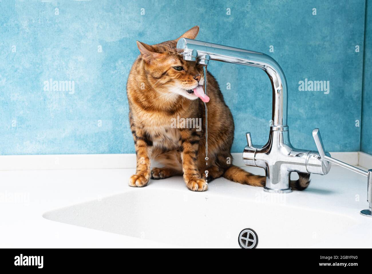 Un chat bengal mignon boit de l'eau dans un robinet. Belle eau de boisson de chat avec la langue du robinet dans la cuisine. Banque D'Images