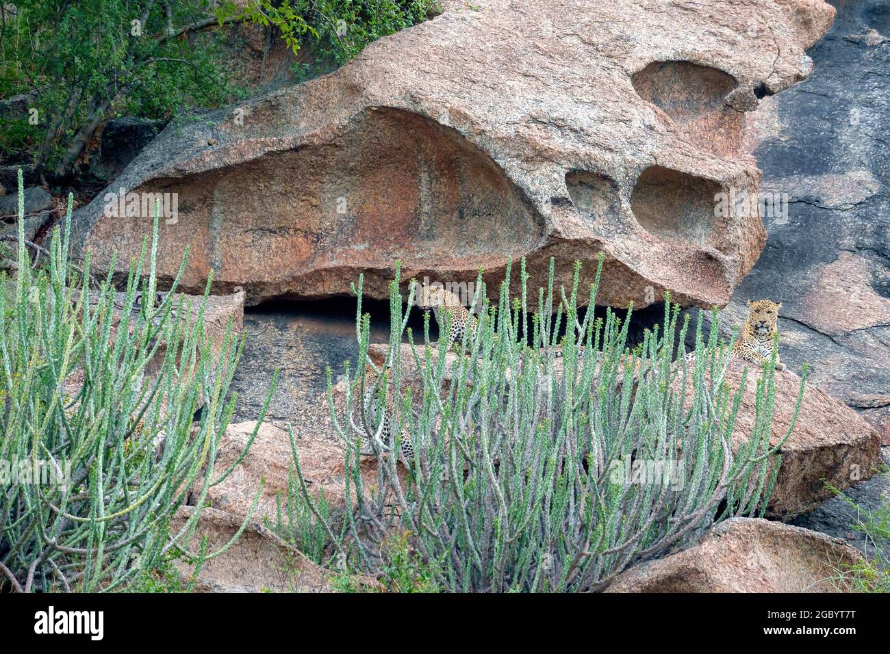 Diverses images de léopard/s, uniques aussi bien que de famille dans leur habitat naturel à Jawai, Rajasthan, Inde sur une colline faite de roches Banque D'Images