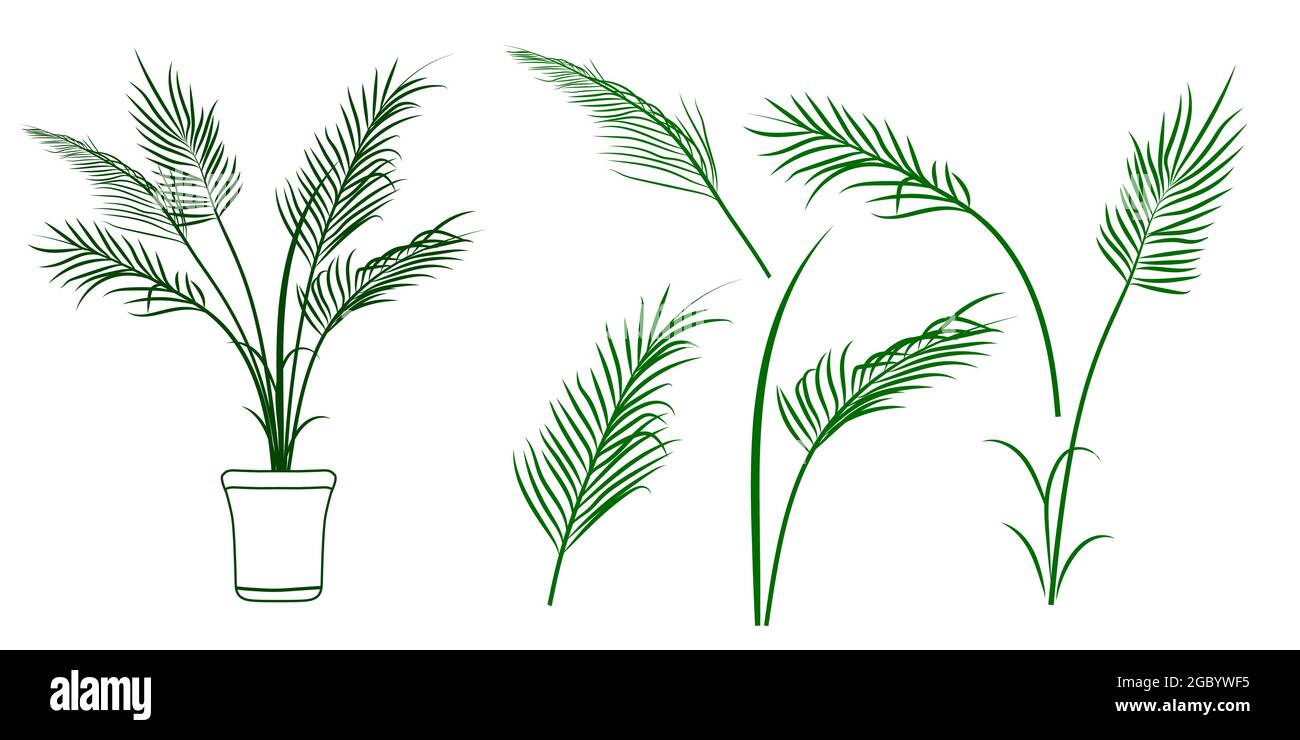 Ensemble de feuilles de palmier, branche de palmier, paume en pot. Plante tropicale. Illustratine vectorielle isolée sur blanc Illustration de Vecteur