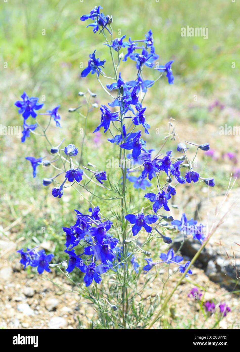 Delphinium grandiflorum ou fleurs delphinium à grande fleur qui poussent sur l'île d'Olkhon, en Russie Banque D'Images