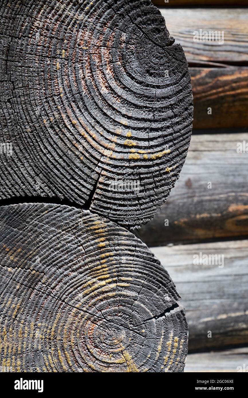 Bois d'époque grillé en bois de bois de cheminée taillé. Foyer sélectif bois réseux brûlé texture brillante de surface rugueuse arbre abattu avec des anneaux annuels Banque D'Images