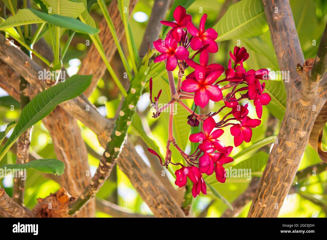 Plumeria en fleurs dans l'hôtel d'Egypte Banque D'Images