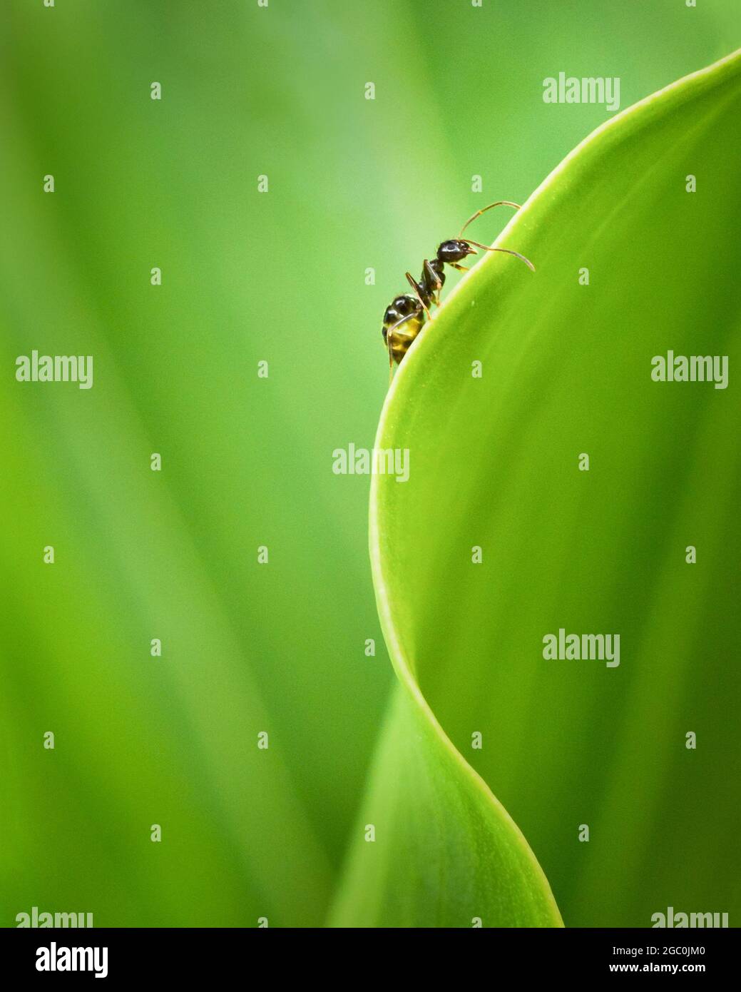 Fourmis marchant sur le bord de la feuille de lis vert, format vertical Banque D'Images