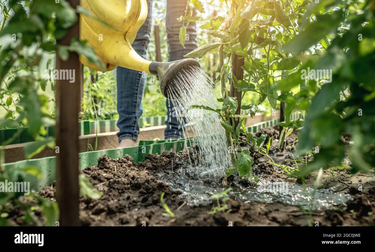 Le jardinier arrose des plants de tomates vertes en serre à l'aide d'un arrosoir. Concept de soin des plantes et de la culture de légumes sains. Banque D'Images
