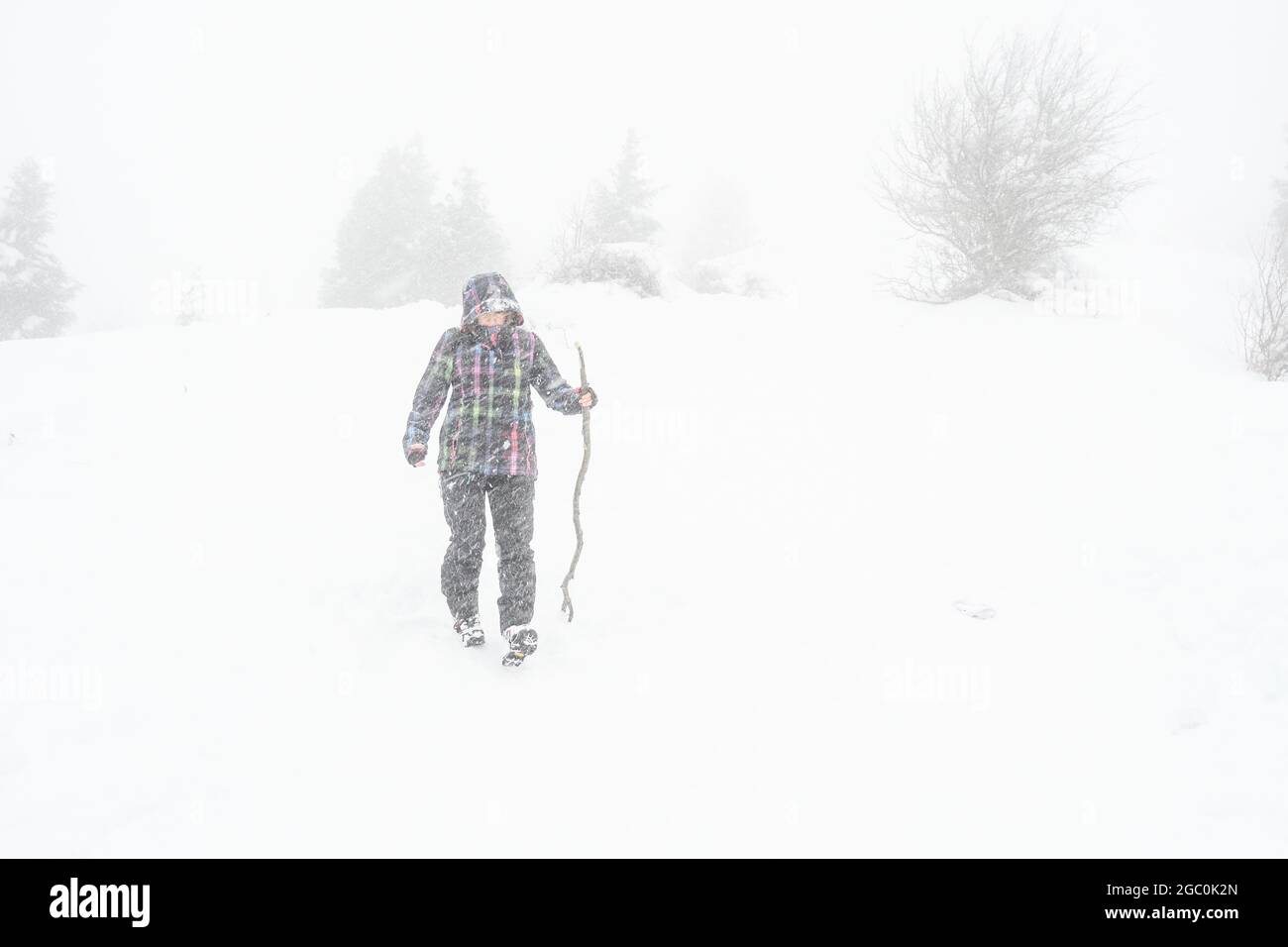 Marche à travers le blizzard de neige dans la brousse Banque D'Images
