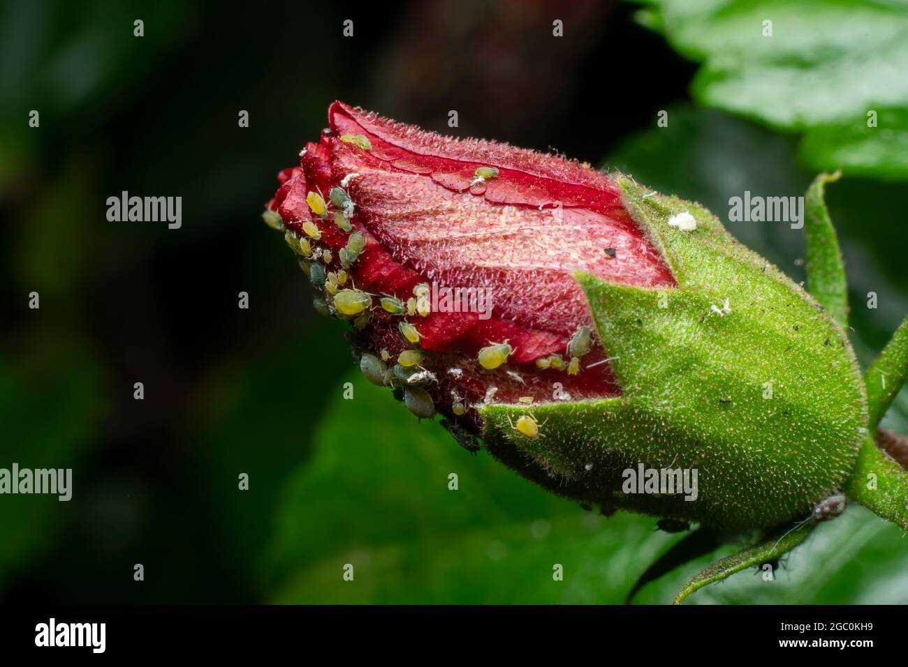 Puise les insectes sur le bourgeon de la fleur d'hibiscus rouge. Mise au point sélective utilisée. Banque D'Images