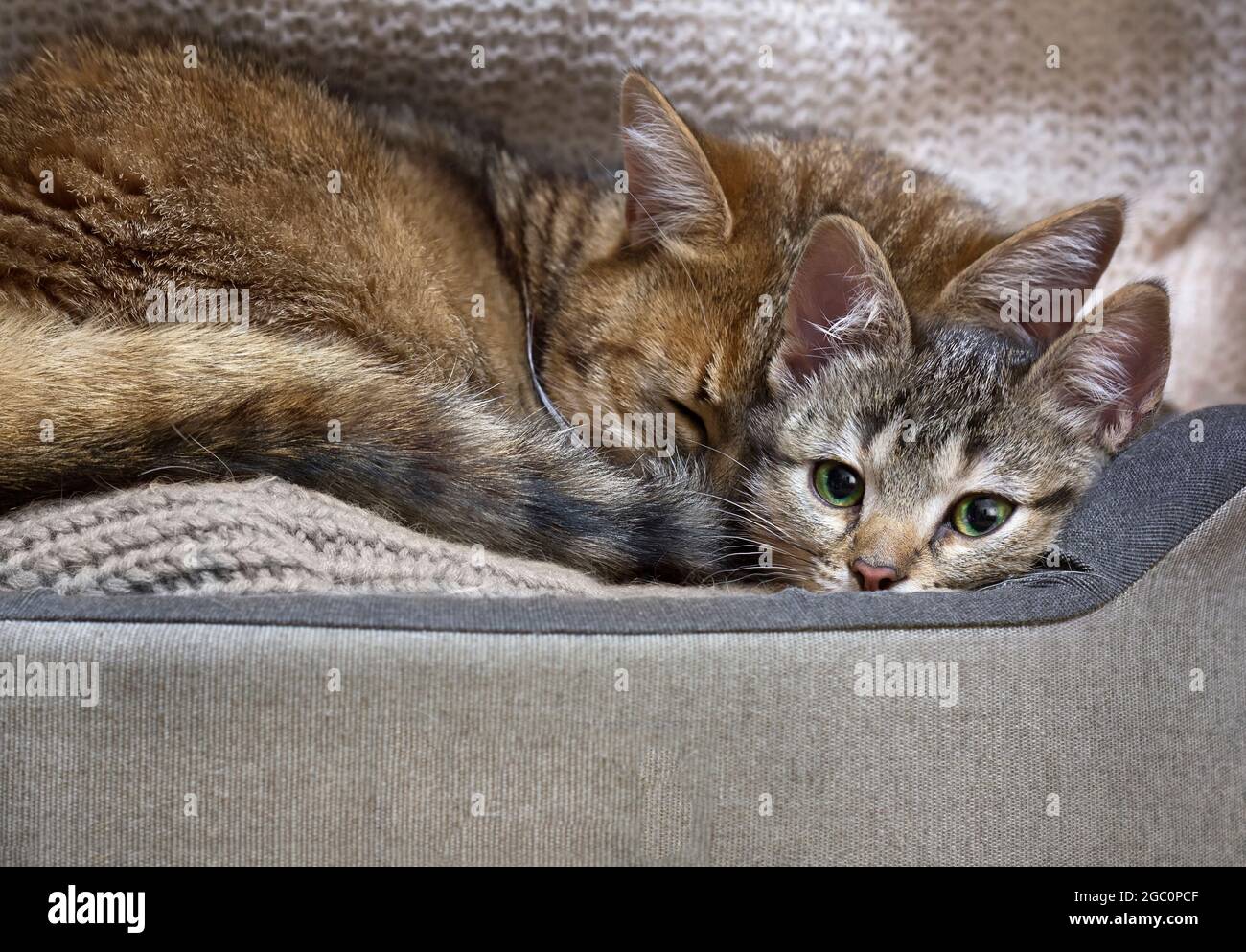 La mère de chat dorment avec son bébé tabby dans un lit confortable, avec un espace de copie. Banque D'Images