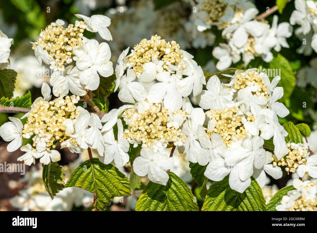 Viburnum plicatum forma tomentosum 'Shasta' un arbuste blanc à fleurs printanières communément appelé doublefire Banque D'Images Viburnum plicatum forma tomentosum 'Shasta' un arbuste blanc à fleurs printanières communément appelé doublefire Banque D'Images