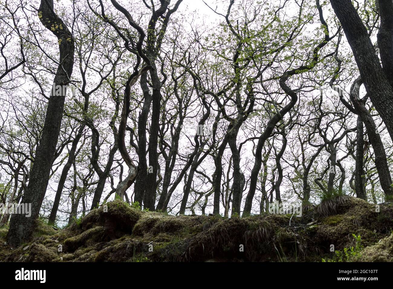 Des arbres intéressants avec des troncs à fines boucles dans le Yorkshire Dales Angleterre Banque D'Images