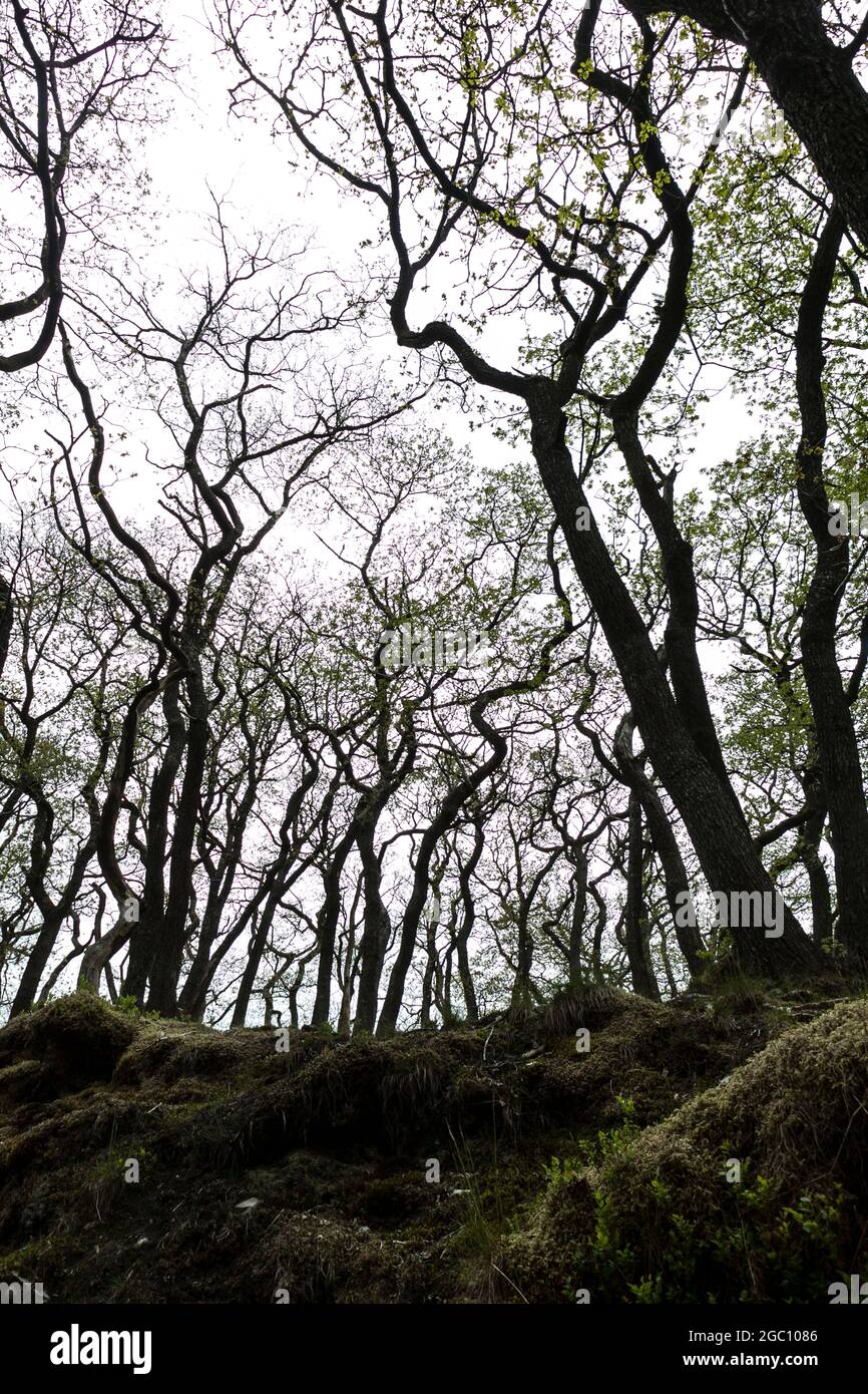 Des arbres intéressants avec des troncs à fines boucles dans le Yorkshire Dales Angleterre Banque D'Images