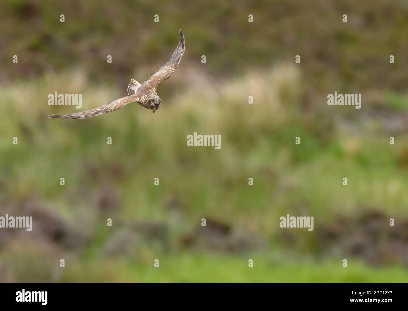 Femelle Hen Harrier (Circus cyaneus) en vol, North Uist, Outer Hebrides, Écosse Banque D'Images