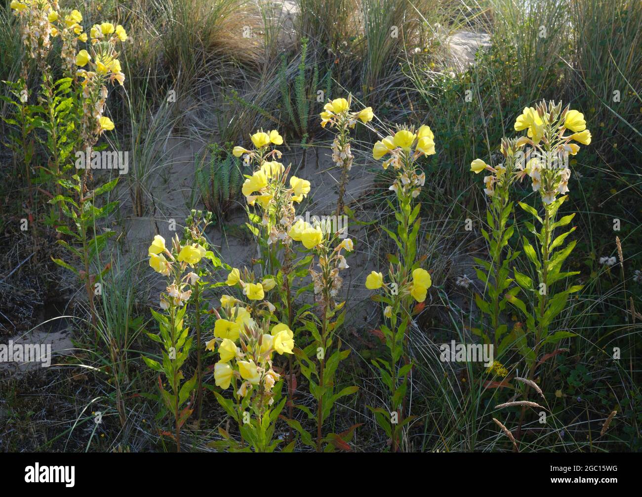 Onagre à grandes fleurs (Oenothera glamioviana) Banque D'Images