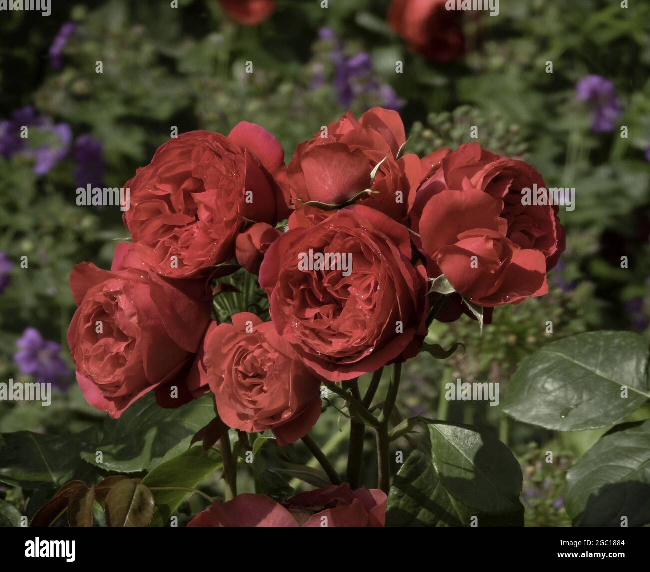 Rose ornementale (Rosa spec.), roses rouges dans le jardin Banque D'Images