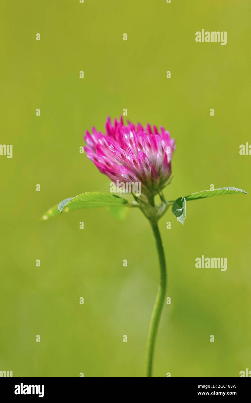 Le trèfle rouge (Trifolium pratense), inflorescence, Allemagne, Rhénanie du Nord-Westphalie Banque D'Images
