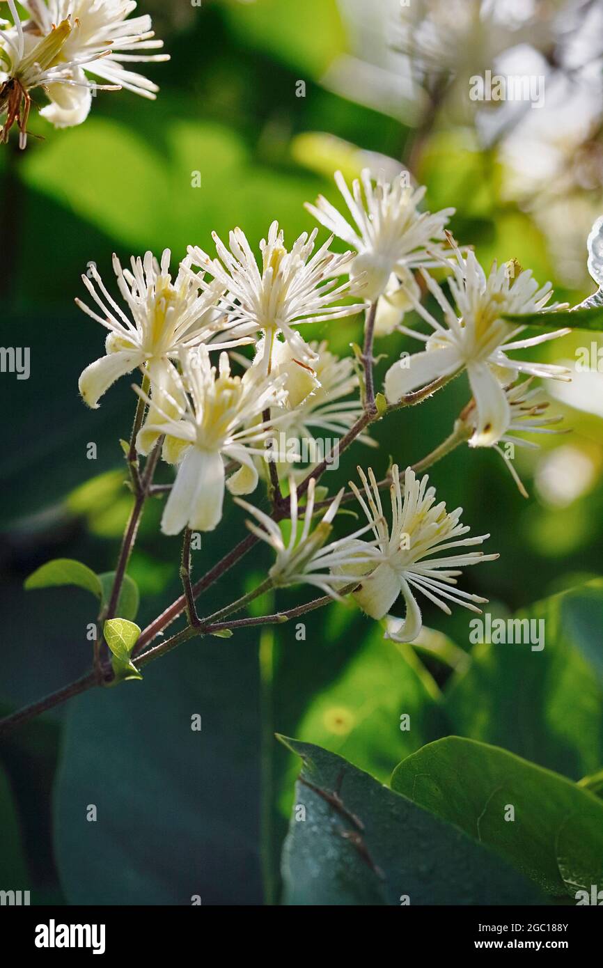 Travelers Joy, la barbe de l'ancien homme (Clematis vitalba), inflorescence, Allemagne, Rhénanie-du-Nord-Westphalie Banque D'Images