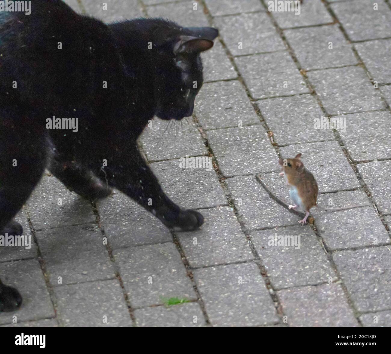 Chat domestique, chat maison (Felis silvestris F. catus), jouant avec une souris, Allemagne Banque D'Images